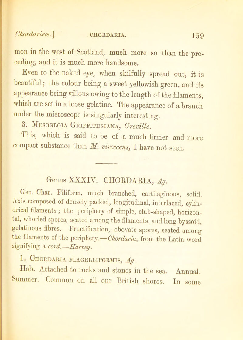 mon in the west of Scotland, much more so than the pre- ceding, and it is much more handsome. Even to the naked eye, when skilfully spread out, it is beautiful; the colour being a sweet yellowish green, and its appearance being villous owing to the length of the filaments, which are set in a loose gelatine. The appearance of a branch under the microscope is singularly interesting. 3. Mesogloia Griffiths! ana, Greville. This, which is said to be of a much firmer and more compact substance than M. virescens, I have not seen. Genus XXXIV. CHORDARIA, Ag. Gen. Char. Filiform, much branched, cartilaginous, solid. Axis composed of densely packed, longitudinal, interlaced, cylin- drical filaments ; the periphery of simple, club-shaped, horizon- tal, whorled spores, seated among the filaments, and long byssoid, gelatinous fibres. Fructification, obovate spores, seated among the filaments of the periphery.—Chordaria, from the Latin word signifying a cord.—Harvey. 1. Chordaria flagelliformis, Ag. Hab. Attached to rocks and stones in the sea. Annual. Summer. Common on all our British shores. In some