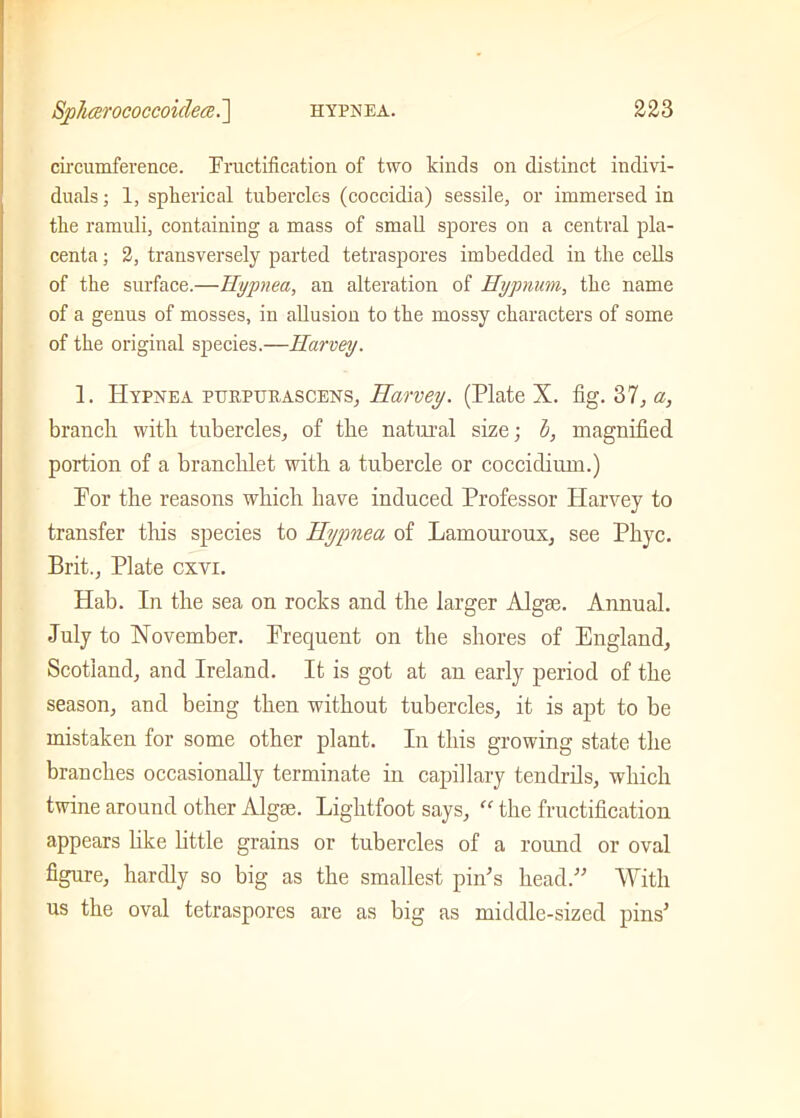 circumference. Fructification of two kinds on distinct indivi- duals ; 1, spherical tubercles (coccidia) sessile, or immersed in the ramuli, containing a mass of small spores on a central pla- centa ; 2, transversely parted tetraspores imbedded in the cells of the surface.—Hypnea, an alteration of Hypnum, the name of a genus of mosses, in allusion to the mossy characters of some of the original species.—Harvey. 1. Hypnea purpueascens, Harvey. (Plate X. fig. 37, a, branch with tubercles, of the natural size; i, magnified portion of a branchlet with a tubercle or coccidiiun.) Por the reasons which have induced Professor Harvey to transfer this species to Hypnea of Lamouroux, see Phyc. Brit., Plate cxvi. Hab. In the sea on rocks and the larger Algse. Annual. July to November. Frequent on the shores of England, Scotland, and Ireland. It is got at an early period of the season, and being then without tubercles, it is apt to be mistaken for some other plant. In this growing state the branches occasionally terminate in capillary tendrils, which twine around other AlgEe. Lightfoot says,  the fructification appears like little grains or tubercles of a round or oval figure, hardly so big as the smallest pin’s head.” With us the oval tetraspores are as big as middle-sized pins’
