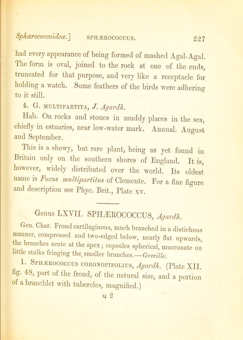 had every appearance of being formed of mashed Agal-Agal. The form is oval, joined to the rock at one of the ends, truncated for that purpose, and very like a receptacle for holding a watch. Some feathers of the birds were adhering to it still. 4. G. multi partita, J. Agardh. Hab. On rocks and stones in muddy places in the sea, chiefly in estuaries, near low-water mark. Annual. August and September. This is a showy, but rare plant, being as yet found in Britain only on the southern shores of England. It is, however, widely distributed over the world. Its oldest name is Fuchs multipartitus of Clemente. For a fine figure and description see Phyc. Brit., Plate xv. Genus LXVII. SPILEROCOCCUS, Agardh. Gen. Char. Frond cartilaginous, much branched in a distichous manner, compressed and two-edged below, nearly flat upwards, t o branches acute at the apex; capsules spherical, mucronate on little stalks fringing the.smaller branches.—Greville. 1. SpiiiERococcus coronopifolius, Agardh. (Plate XII. fig. 48, part of the frond, of the natural size, and a portion o a brandllet with tuberdes, magnified.) Q 2