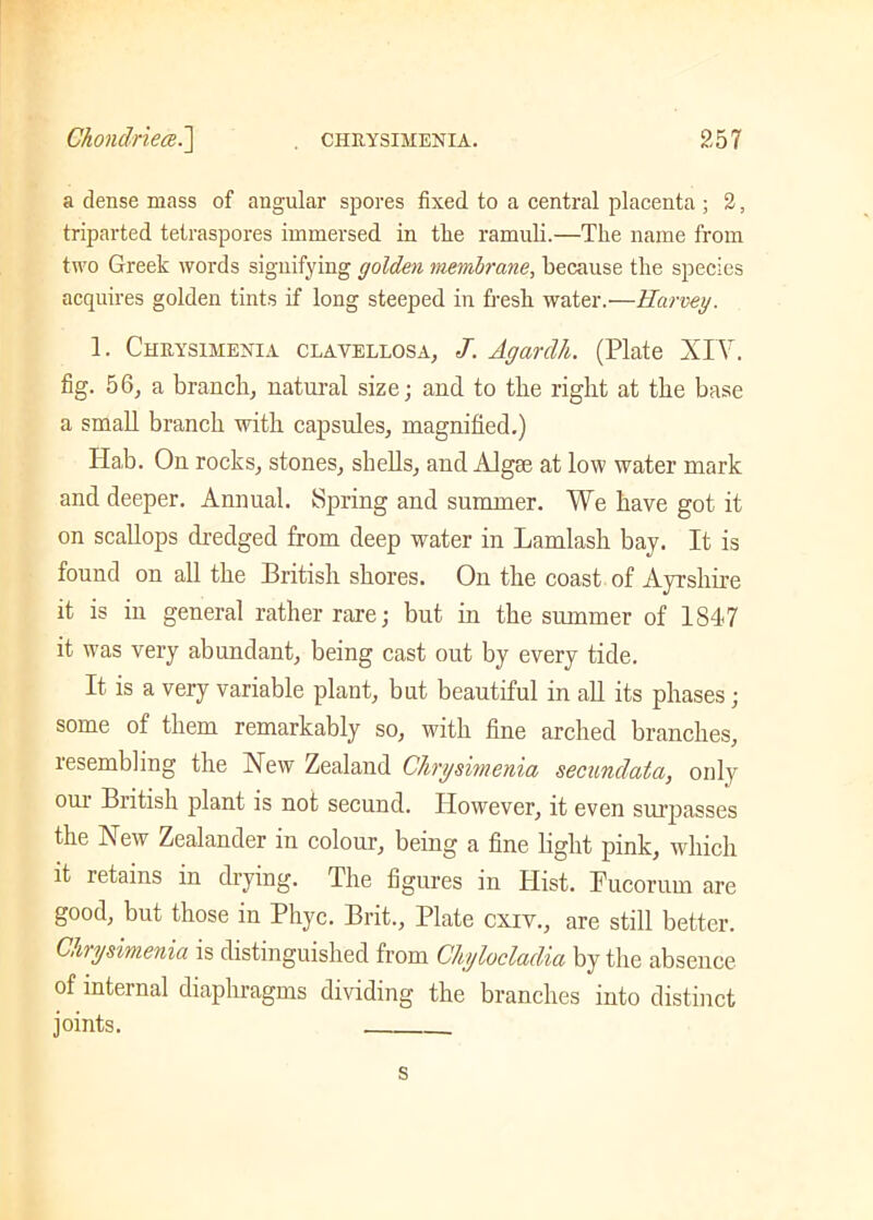 a dense mass of angular spores fixed to a central placenta ; 2, triparted tetraspores immersed in the ramuli.—The name from two Greek words signifying golden membrane, because the species acquires golden tints if long steeped in fresh water.—Harvey. 1. Chrysimenia clavellosa, -7. Agardh. (Plate XIV. fig. 56, a branch, natural size; and to the right at the base a small branch with capsules, magnified.) Hah. On rocks, stones, shells, and Algae at low water mark and deeper. Annual. Spring and summer. We have got it on scallops dredged from deep water in Lamlash bay. It is found on all the British shores. On the coast of Ayrshire it is in general rather rare; but in the summer of 1817 it was very abundant, being cast out by every tide. It is a very variable plant, but beautiful in all its phases; some of them remarkably so, with fine arched branches, resembling the New Zealand Chrysimenia secundata, only oui Biitish plant is not secund. However, it even surpasses the New Zealander in colour, being a fine light pink, which it retains in drying. The figures in Hist. Pucorum are good, but those in Phyc. Brit., Plate cxiv., are still better. Chrysimenia is distinguished from Chylocladia by the absence of internal diaphragms dividing the branches into distinct joints. s