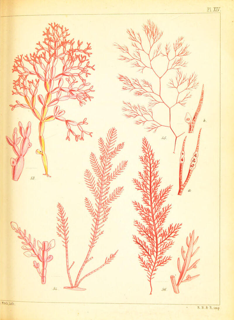 n.uy. R . B. d TL im|i