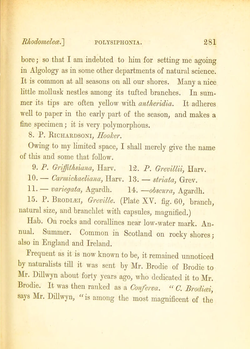 bore; so that I am indebted to him for setting me agoing in Algology as in some other departments of natural science. It is common at all seasons on all our shores. Many a nice little mollusk nestles among its tufted branches. In sum, mer its tips are often yellow with antheridia. It adheres well to paper in the early part of the season, and makes a fine specimen; it is very polymorphous. 8. P. Riciiardsoni, Hooker. Owing to my limited space, I shall merely give the name of this and some that follow. 9. P. Griffithsiana, Harv. 12. P. Grevillii, Harv. 10. — Carmichaeliana, Harv. 13. — striata, Grev. 11. — variegata, Agardh. 14. —obscura, Agardh. 15. P. Bbodlei, Greville. (Plate XV. fig. 60, branch, natural size, and branchlet with capsules, magnified.) Hab. On rocks and corallines near low-water mark. An- nual. Summer. Common in Scotland on rocky shores; also in England and Ireland. Frequent as it is now known to be, it remained unnoticed by naturalists till it was sent by Mr. Brodie of Brodie to Mr. Dillwyn about forty years ago, who dedicated it to Mr. Brodie. It was then ranked as a Conferva. “ G. Brodieei, says Mr. Dillwyn, “is among the most magnificent of the