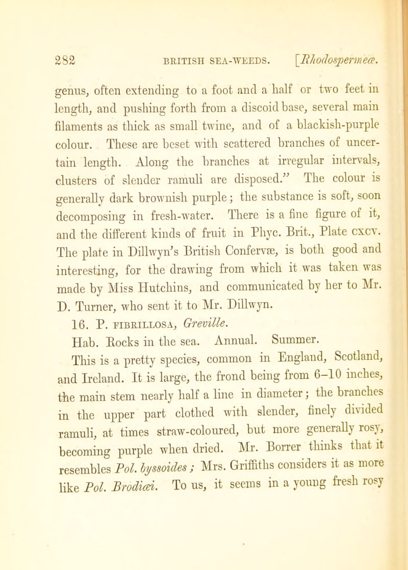 genus, often extending to a foot and a half or two feet in length, and pushing forth from a discoid base, several main filaments as thick as small twine, and of a blackish-purple colour. These are beset with scattered branches of uncer- tain length. Along the branches at irregular intervals, clusters of slender ramuli are disposed.” The colour is generally dark brownish purple; the substance is soft, soon decomposing in fresh-water. There is a fine figure of it, and the different kinds of fruit in Phyc. Brit., Plate cxcv. The plate in Dillwyffis British Conferva;, is both good and interesting, for the drawing from which it was taken was made by Miss Hutchins, and communicated by her to Mi. D. Turner, who sent it to Mr. Dillwyn. 16. P. eibrillosa, Greville. Plab. Bocks in the sea. Annual. Summer. This is a pretty species, common in England, Scotland, and Ireland. It is large, the frond being from 6-10 inches, the main stem nearly half a line in diameter; the branches in the upper part clothed with slender, finely divided ramuli, at times straw-coloured, but more generally rosy, becoming purple when dried. Mr. Borrer thinks that it resembles Pol. byssoides ; Mrs. Griffiths considers it as more like Pol. Brodicei. To us, it seems in a young fresh rosy