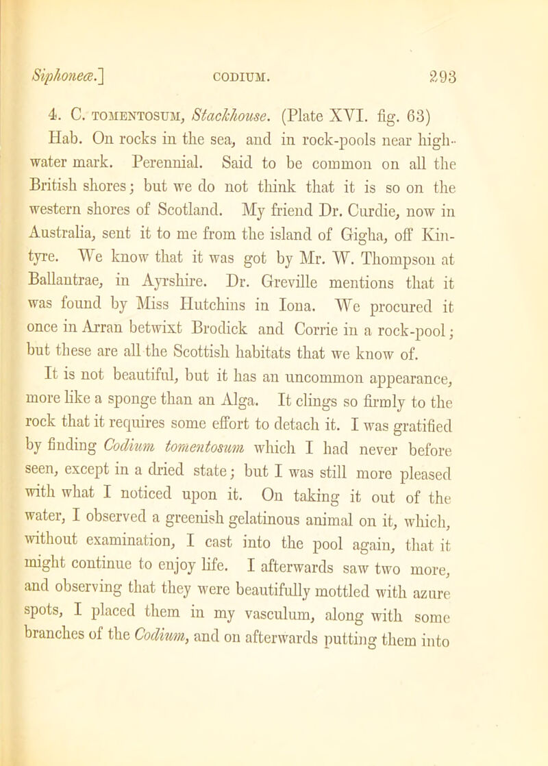 4. C. tomentosum, Stackhouse. (Plate XVI. fig. 63) Hab. On rocks in the sea, and in rock-pools near liigh- water mark. Perennial. Said to be common on all the British shores; but we do not think that it is so on the western shores of Scotland. My friend Dr. Curdie, now in Australia, sent it to me from the island of Gigha, off Ivin- tyre. We know that it was got by Mr. W. Thompson at Ballantrae, in Ayrshire. Dr. Greville mentions that it was found by Miss Hutchins in Iona. We procured it once in Arran betwixt Brodick and Corrie in a rock-pool; but these are all the Scottish habitats that we know of. It is not beautiful, but it has an uncommon appearance, more like a sponge than an Alga. It clings so firmly to the rock that it requires some effort to detach it. I was gratified by finding Codium tomentosum which I had never before seen, except in a dried state; but I was still more pleased with what I noticed upon it. On taking it out of the water, I observed a greenish gelatinous animal on it, which, without examination, I cast into the pool again, that it might continue to enjoy life. I afterwards saw two more, and observing that they were beautifully mottled with azure spots, I placed them in my vasculum, along with some branches of the Codium, and on afterwards putting them into