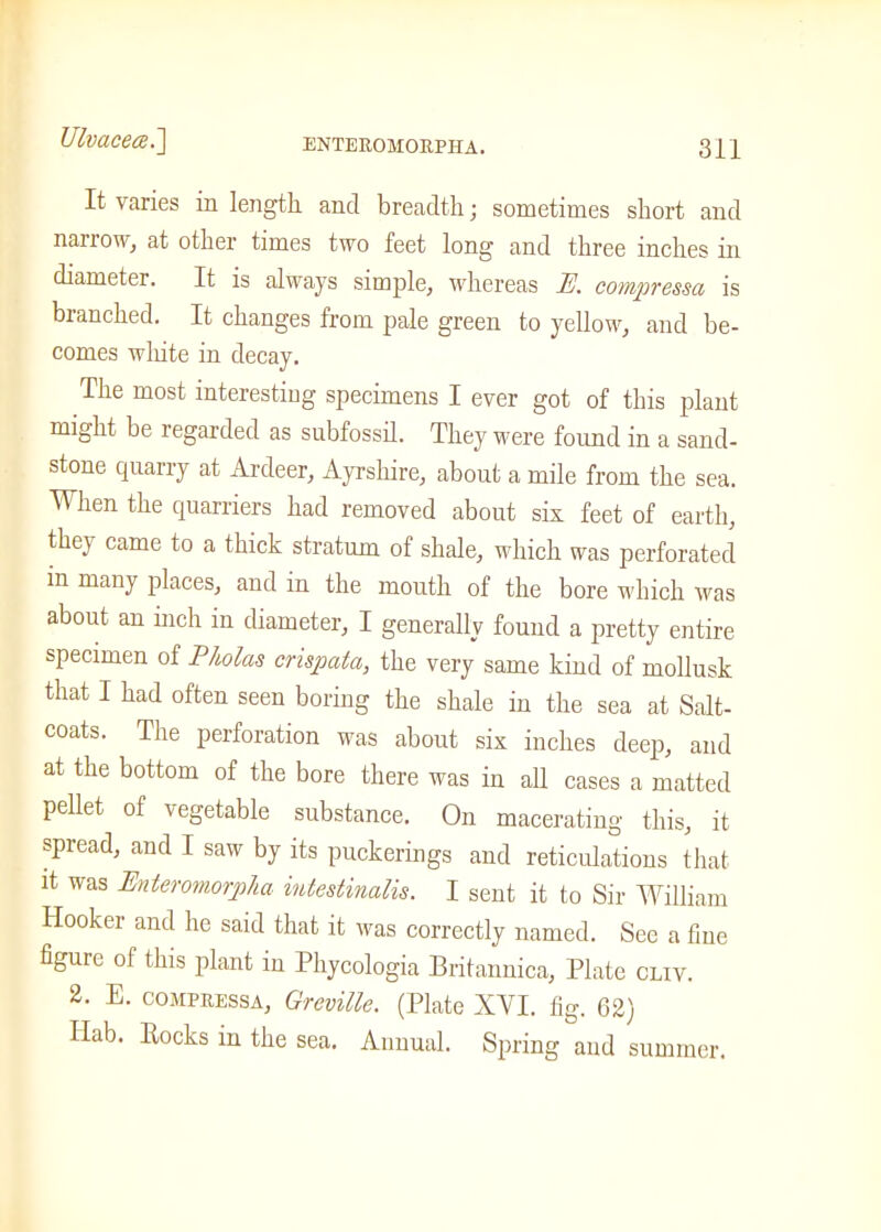 It varies in length and breadth; sometimes short and narrow, at other times two feet long and three inches in diameter. It is always simple, whereas E. compressa is branched. It changes from pale green to yellow, and be- comes white in decay. The most interesting specimens I ever got of this plant might be regarded as subfossil. They were found in a sand- stone quarry at Ardeer, Ayrshire, about a mile from the sea. When the quarriers had removed about sis feet of earth, they came to a thick stratum of shale, which was perforated in many places, and in the mouth of the bore which was about an inch in diameter, I generally found a pretty entire specimen of Pkolas crispata, the very same kind of mollusk that I had often seen boring the shale in the sea at Salt- coats. The perforation was about six inches deep, and at the bottom of the bore there was in all cases a matted pellet of vegetable substance. On macerating this, it spread, and I saw by its puckerings and reticulations that it was Enteromorpha inlestinalis. I sent it to Sir William Hooker and he said that it was correctly named. See a fine figure of this plant in Phycologia Britannica, Plate cliv. 2. E. compressa, Greville. (Plate XYI. fig. 62) Hab. Rocks in the sea. Annual. Spring and summer.