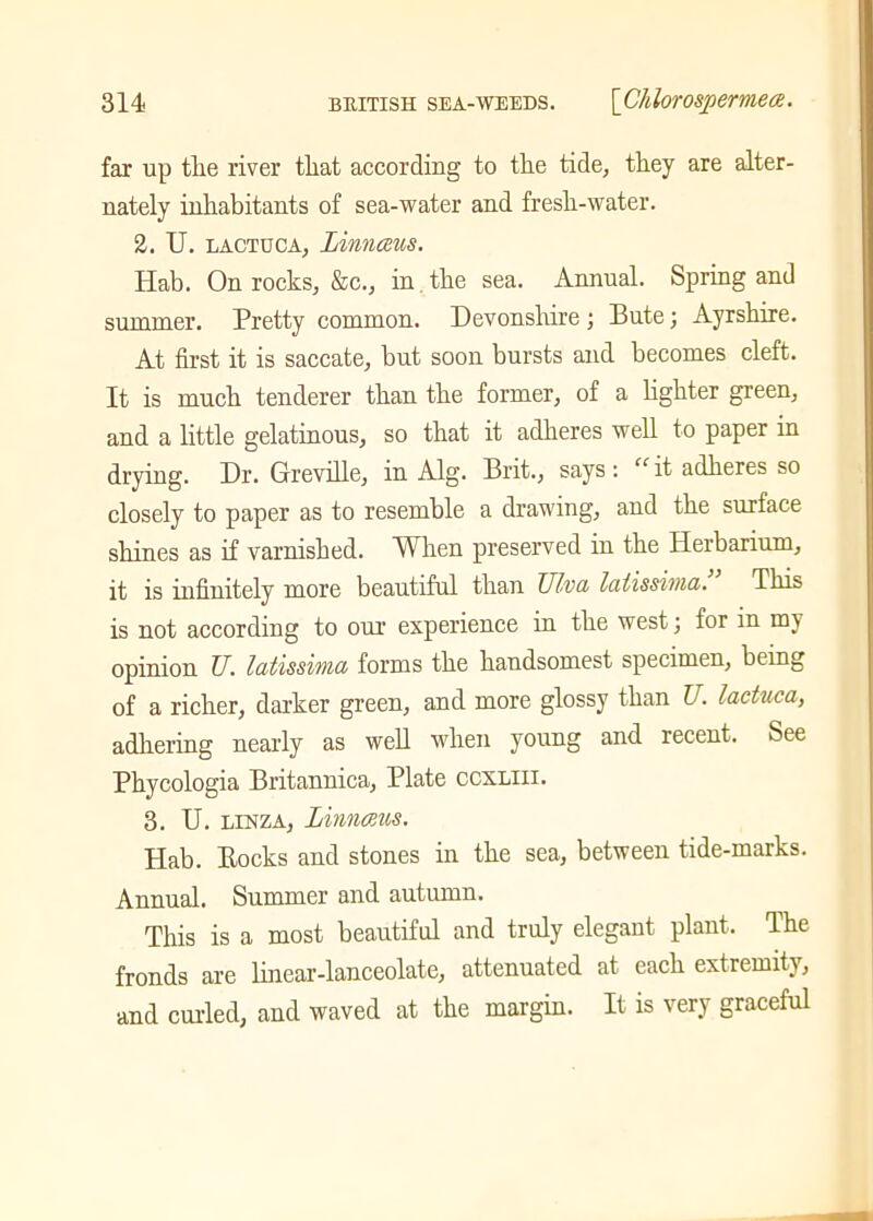 far up tlie river tliat according to the tide, they are alter- nately inhabitants of sea-water and fresh-water. 2. U. lactdca, Linnceus. Hab. On rocks, &c., in the sea. Annual. Spring and summer. Pretty common. Devonshire ; Bute; Ayrshire. At first it is saccate, but soon bursts and becomes cleft. It is much tenderer than the former, of a lighter green, and a little gelatinous, so that it adheres well to paper in drying. Dr. Greville, in Alg. Brit., says: “it adheres so closely to paper as to resemble a drawing, and the surface shines as if varnished. When preserved in the Herbarium, it is infinitely more beautiful than TJlva laiissivia. This is not according to our experience in the west; for in my opinion XI. latissima forms the handsomest specimen, being of a richer, darker green, and more glossy than U. laduca, adhering nearly as well when young and recent. See Phycologia Britannica, Plate ccxliii. 3. U. linza, Linnmis. Hab. Bocks and stones in the sea, between tide-marks. Annual. Summer and autumn. This is a most beautiful and truly elegant plant. The fronds are linear-lanceolate, attenuated at each extremity, and curled, and waved at the margin. It is very graceful