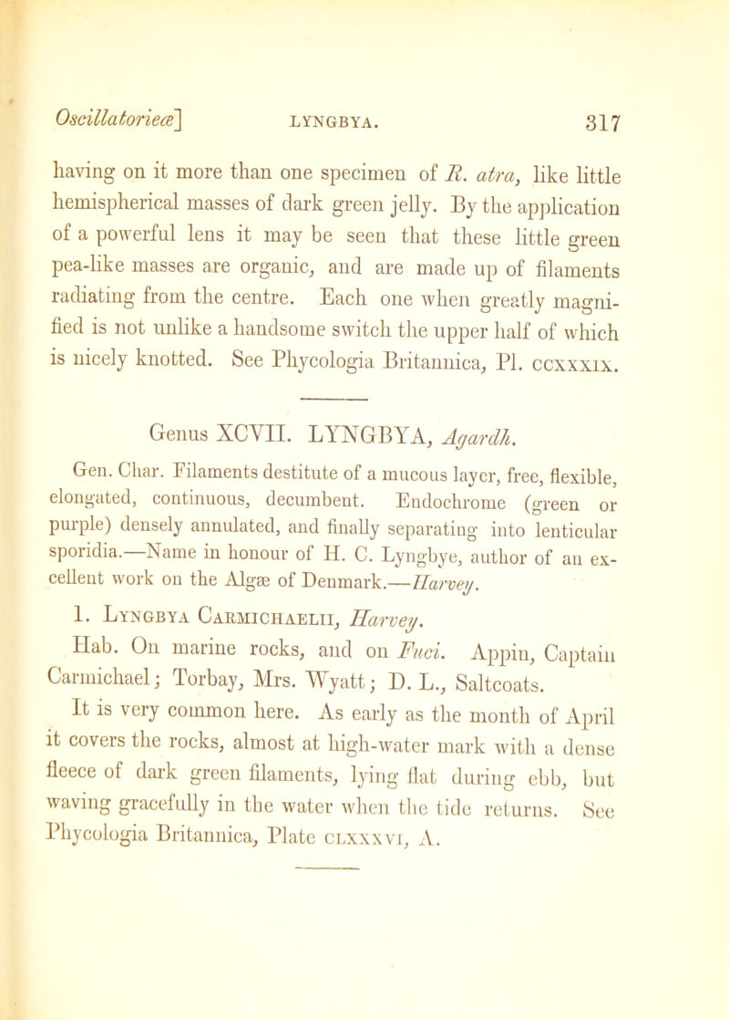 having on it more than one specimen of R. atm, like little hemispherical masses of dark green jelly. By the application of a powerful lens it may be seen that these little green pea-like masses are organic, and are made up of filaments radiating from the centre. Each one when greatly magni- fied is not unlike a handsome switch the upper half of which is nicely knotted. See Phycologia Britannica, PI. ccxxxix. Genus XCVII. LYNGBYA, Agardh. Gen. Char. Filaments destitute of a inncous layer, free, flexible, elongated, continuous, decumbent. Eudochrome (green or puiple) densely annulated, and finally separating into lenticular sporidia.—Name in honour of Ii. C. Lyngbye, author of an ex- cellent work on the Algae of Denmark.—Harvey. 1. Lyngbya Cabmichaelii, Harvey. Ilab. On marine rocks, and on Fuel. Appiu, Captain Carmichael; Torbay, Mrs. Wyatt; D. L., Saltcoats. It is very common here. As early as the month of April it covers the rocks, almost at high-water mark with a dense fleece of dark green filaments, lying flat during ebb, but waving gracefully in the water when the tide returns. See Phycologia Britannica, Plate clxxxvi, A.