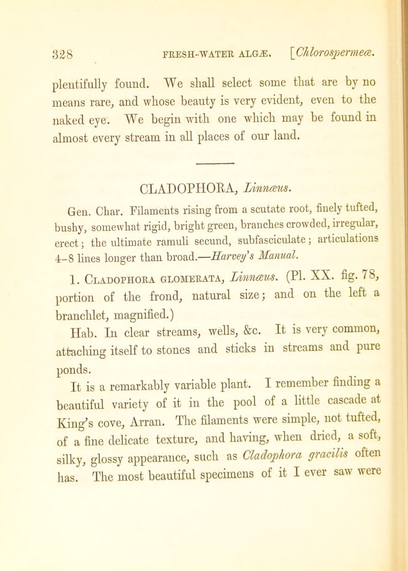plentifully found. We shall select some that are by no means rare, and whose beauty is very evident, even to the naked eye. We begin with one which may be found in almost every stream in all places of our land. CLADOPHORA, Linnaeus. Gen. Char. Filaments rising from a scutate root, finely tufted, bushy, somewhat rigid, bright green, branches crowded, hiegulai, erect; the ultimate ramuli secund, subfasciculate; articulations 4-8 lines longer than broad.—Harvey's Manual. 1. Cladophora glomerata, Linnaus. (PI. XX. fig. 7S, portion of the frond, natural size; and on the left a branchlet, magnified.) Hah. In clear streams, wells, &c. It is very common, attaching itself to stones and sticks in streams and pure ponds. It is a remarkably variable plant. I remember finding a beautiful variety of it in the pool of a little cascade at King’s cove, Arran. The filaments were simple, not tufted, of a fine delicate texture, and having, when dried, a soft, silky, glossy appearance, such as Cladophora gracilis often has. The most beautiful specimens of it I ever saw were