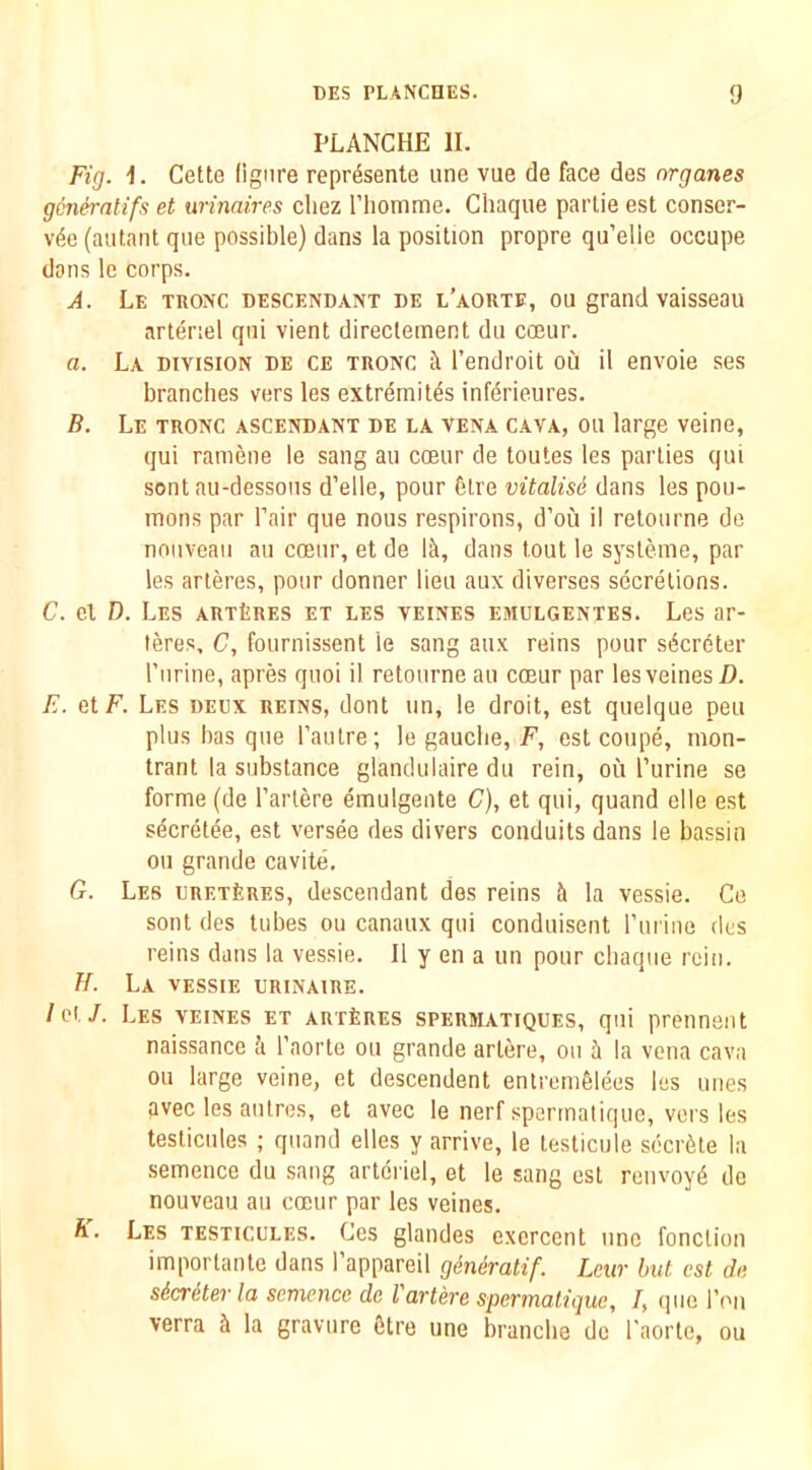 PLANCHE II. Fig. I. Cette figure repr^sente une vue de face des nrganes gcneratifs et urinaires cliez Thomme. Chaque partie est conser- v(ie (autant que possible) dans la position propre qu’elle occupe dons le corps. A. Le teonc descendant de l’aorte, on grand vaisseau arteriel qui vient direclement du coeur. a. La division de ce tronc k I’endroit on il envoie ses branches vers les extremites inf4rieures. B. Le tronc ascendant de la vena cava, on large veine, qui raniene le sang an coeur de toutes les parties qui sent au-dessous d’elle, pour btre vitalise dans les pou- mons par Pair que nous respirons, d’ou il retourne de nouveau au coeur, et de 111, dans tout le systeme, par les arteres, pour donner lieu aux diverses secretions. C. el D. Les artIires et les veines emulgentes. Les ar- teres, C, fournissent le sang aux reins pour s6cr6ter I’lirine, apres quoi il retourne au coeur par les veines/I. E. etF. Les dedx reins, dont un, le droit, est quelque peu plus basque I’autre; le gauche, F, est coupe, rnon- trant la substance glandulaire du rein, ou Purine se forme (de Parlere emulgente C), et qui, quand elle est secretee, est versee des divers conduits dans le bassin ou grande cavite, G. Les DRETfeRES, descendant des reins k la vessie. Co sent des tubes ou canaux qui conduisent Pui ine des reins dans la vessie. Il y en a un pour chaque rein. II. La vessie urinaire. /ot/. Les veines et art£res sperwatiques, qui prennent naissance k Paorte ou grande artere, ou ti la vena cava ou large veine, et descendent enlreni61ees les lines pvec les anlres, et avec le nerf sperrnatique, vers les testicules ; quand elles y arrive, le testicule seciAte la semence du sang artei’iel, et le sang est reiivoyd de nouveau au coeur par les veines. A. Les testicules. Ces glandes exercent une fonction importante dans Pappareil geniratif. Lciir but cst de s&cretev la semence de I artere spermalique, /, que Poii verra S la gravure 6tre une branclie do Paorte, ou