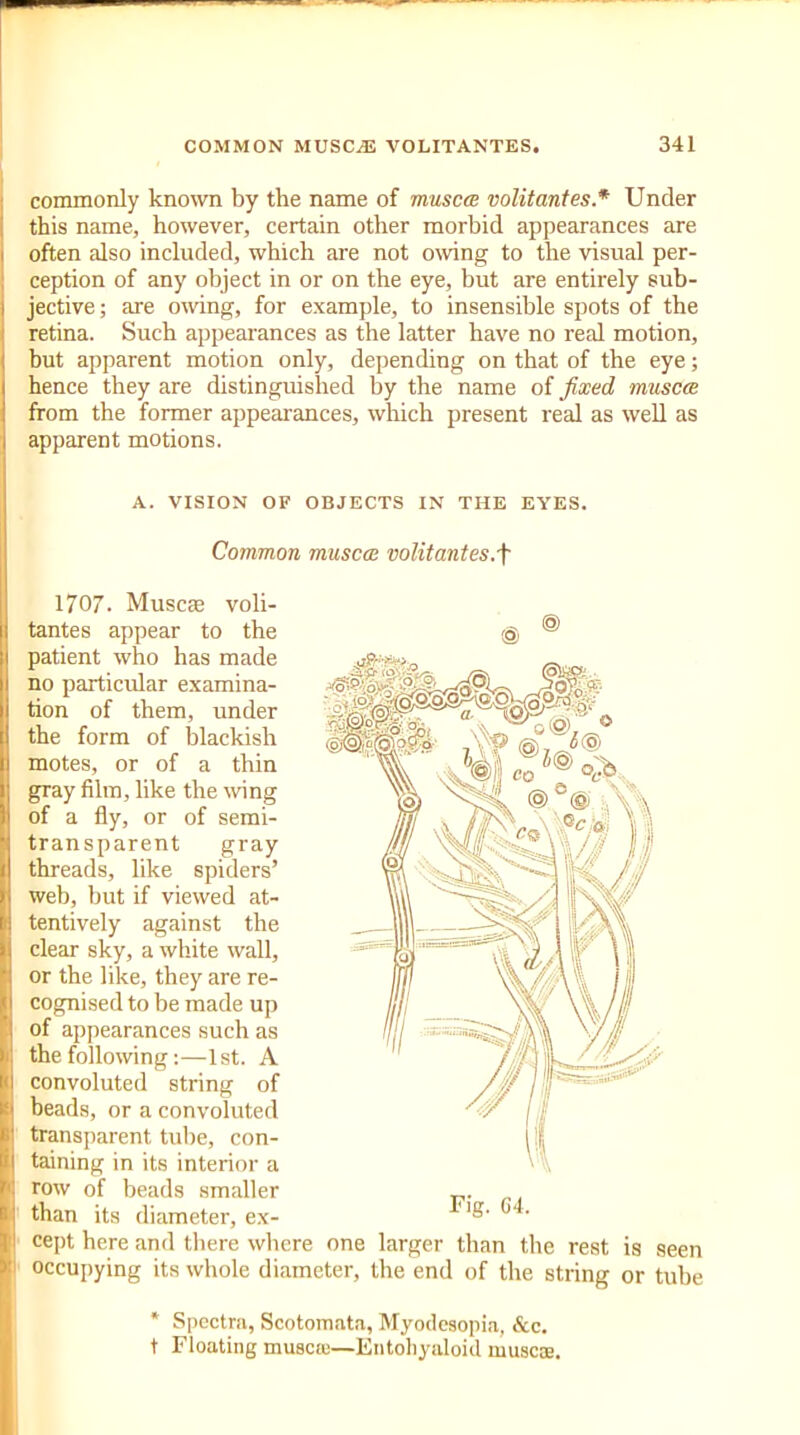 commonly known by the name of muscce volitantes.* Under this name, however, certain other morbid appearances are often also included, which are not owing to the visual per- ception of any object in or on the eye, but are entirely sub- jective ; are owing, for example, to insensible spots of the retina. Such appearances as the latter have no real motion, but apparent motion only, depending on that of the eye; hence they are distinguished by the name of fixed muscce from the former appearances, which present real as well as apparent motions. A. VISION OF OBJECTS IN THE EYES. Common muscce volitantes.f 1707. Muscce voli- tantes appear to the patient who has made no particular examina- tion of them, under the form of blackish motes, or of a thin gray film, like the wing of a fly, or of semi- transparent gray threads, like spiders’ web, but if viewed at- tentively against the clear sky, a white wall, or the like, they are re- cognised to be made up of appearances such as the following:—1st. A convoluted string of beads, or a convoluted transparent tube, con- taining in its interior a row of beads smaller than its diameter, ex- cept here and there where one larger than the rest is seen occupying its whole diameter, the end of the string or tube * Spectra, Scotomata, Myodesopia, &c. t Floating muscte—Entohyaloid muscse.