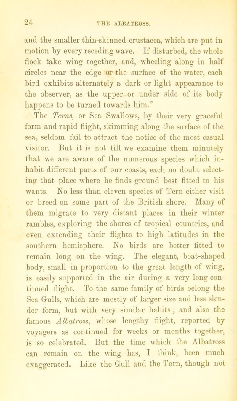 THE ALBATROSS. and the smaller thin-skinned Crustacea, which are put in motion by every receding wave. If disturbed, the whole flock take wing together, and, wheeling along in half circles near the edge 'or the surface of the water, each bird exhibits alternately a dark or light appearance to the observer, as the upper or under side of its body happens to be turned towards him.” The Terns, or Sea Swallows, by their very graceful form and rapid flight, skimming along the surface of the sea, seldom fail to attract the notice of the most casual visitor. But it is not till we examine them minutely that we are aware of the numerous species which in- habit different parts of our coasts, each no doubt select- ing that place where he finds ground best fitted to his wants. No less than eleven species of Tern either visit or breed on some part of the British shore. Many of them migrate to very distant places in their winter rambles, exploring the shores of tropical countries, and even extending their flights to high latitudes in the southern hemisphere. No birds are better fitted to remain long on the wing. The elegant, boat-shaped body, small in proportion to the great length of wing, is easily supported in the air during a very long-con- tinued flight. To the same family of birds belong the Sea Gulls, which are mostly of larger size and less slen- der form, but with very similar habits; and also the famous Albatross, whose lengthy flight, reported by voyagers as continued for weeks or months together, is so celebrated. But the time which the Albatross can remain on the wing has, I think, been much exaggerated. Like the Gull and the Tern, though not