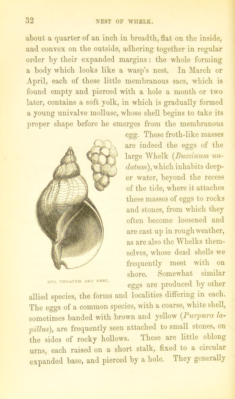 about a quarter of an inch in breadth, flat on the inside, and convex on the outside, adhering together in regular order by their expanded margins : the whole forming a body which looks like a wasp’s nest. In March or April, each of these little membranous sacs, which is found empty and pierced with a hole a month or two later, contains a soft yolk, in which is gradually formed a young univalve mollusc, whose shell begins to take its proper shape before he emerges from the membranous egg. These froth-like masses are indeed the eggs of the large Whelk (^Buccinum un- dattivi), which inhabits deep- er water, beyond the recess of the tide, where it attaches these masses of eggs to rocks and stones, from which they often become loosened and are cast up in rough weather, as are also the Whelks them- selves, whose dead shells we frequently meet with on shore. Somewhat similar eggs are produced by other allied species, the forms and localities differing in each. The eggs of a common species, with a coarse, white shell, sometimes banded with brown and yellow {Furjmra la- 2oillus), are frequently seen attached to small stones, on the sides of rocky hollows. These are little oblong urns, each raised on a short stalk, fixed to a circular expanded base, and pierced by a hole. They generally