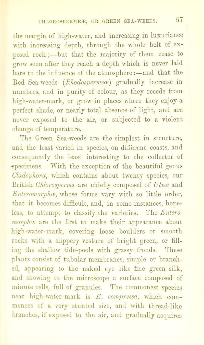 the margin of high-water, and increasing in luxuriance with increasing depth, through the whole belt of ex- posed rock;—but that the majority of them cease to grow soon after they reach a depth which is never laid bare to the iuiluence of the atmosphere:—and that the Red Sea-weeds {Eliodos'perme.cB) gradually increase in numbers, and in purity of colour, as they recede from high-water-mark, or grow in places where they enjoy a perfect shade, or nearly total absence of light, and are never exposed to the air, or subjected to a violent change of temperature. The Green Sea-weeds are the simplest in structure, and the least varied in species, on different coasts, and consequently the least interesting to the collector of ■specimens. With the exception of the beautiful genus Cladophora, which contains about twenty species, our British Chlorosperms are chiefly composed of Ulvce and Enteromorpjlvje, whose forms vary with so little order, that it becomes difficult, and, in some instances, hope- less, to attempt to classify the varieties. The Entero- morpluje are the first to make their appearance about high-water-mark, covering loose boulders or smooth rocks with a slippery vesture of bright green, or fill- ing the shallow tide-pools with grassy fronds. These plants consist of tubular membranes, simple or branch- ed, appearing to the naked eye like fine green silk, and showing to the microscope a surface composed of minute cells, full of granules. The commonest species near high-water-mark is E. compressa, which com- mences of a very stunted size, and with thread-like branches, if exposed to the air, and gradually acquires