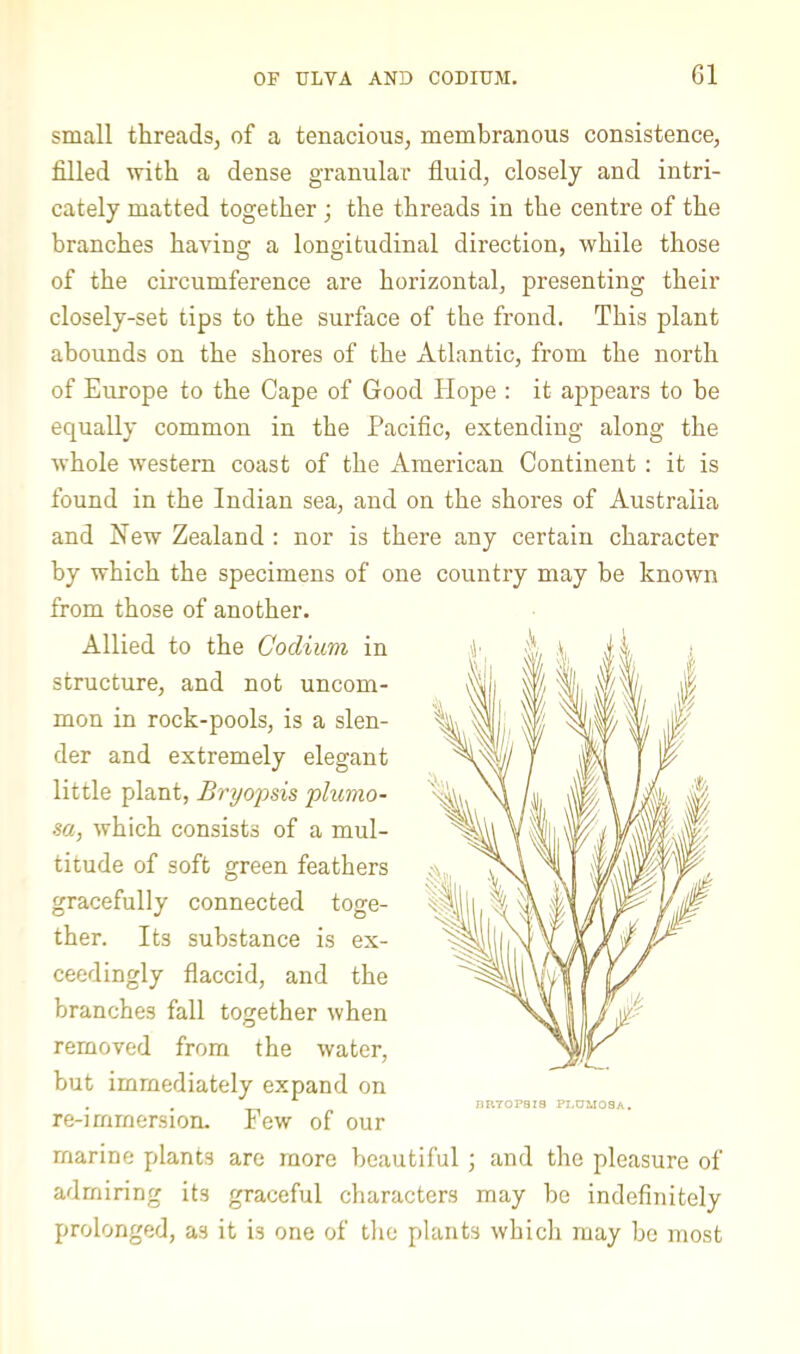 small threads, of a tenacious, membranous consistence, filled with a dense granular fluid, closely and intri- cately matted together ; the threads in the centre of the branches having a longitudinal direction, while those of the circumference are horizontal, presenting their closely-set tips to the surface of the frond. This plant abounds on the shores of the Atlantic, from the north of Europe to the Cape of Good Hope : it appears to be equally common in the Pacific, extending along the whole western coast of the American Continent : it is found in the Indian sea, and on the shores of Australia and New Zealand : nor is there any certain character by which the specimens of one country may be known from those of another. Allied to the Codium in structure, and not uncom- mon in rock-pools, is a slen- der and extremely elegant little plant, Bryopsis plumo- sa, which consists of a mul- titude of soft green feathers connected toge- ther. Its substance is ex- ceedingly flaccid, and the branches fall together when removed from the water, but immediately expand on re-imrnersion. Few of our marine plants are more beautiful ] and the pleasure of admiring its graceful characters may be indefinitely prolonged, as it is one of tlie plants which may bo most