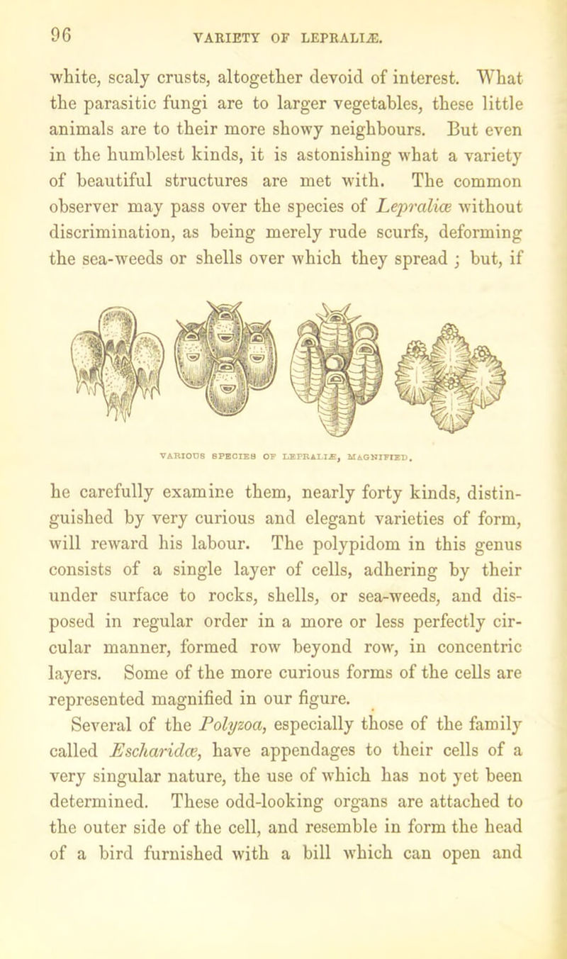 white, scaly crusts, altogether devoid of interest. What the parasitic fungi are to larger vegetables, these little animals are to their more showy neighbours. But even in the humblest kinds, it is astonishing what a variety of beautiful structures are met with. The common observer may pass over the species of Lejyralim without discrimination, as being merely rude scurfs, deforming the sea-weeds or shells over which they spread ; but, if VARIOUS BPE0TE8 OF LEPRALI.E, MAGNIFfll). he carefully examine them, nearly forty kinds, distin- guished by very curious and elegant varieties of form, will reward his labour. The polypidom in this genus consists of a single layer of cells, adhering by their under surface to rocks, shells, or sea-weeds, and dis- posed in regular order in a more or less perfectly cir- cular manner, formed row beyond row, in concentric layers. Some of the more curious forms of the cells are represented magnified in our figure. Several of the Polyzoa, especially those of the family called Escharidce, have appendages to their cells of a very singular nature, the use of which has not yet been determined. These odd-looking organs are attached to the outer side of the cell, and resemble in form the head of a bird furnished with a bill which can open and