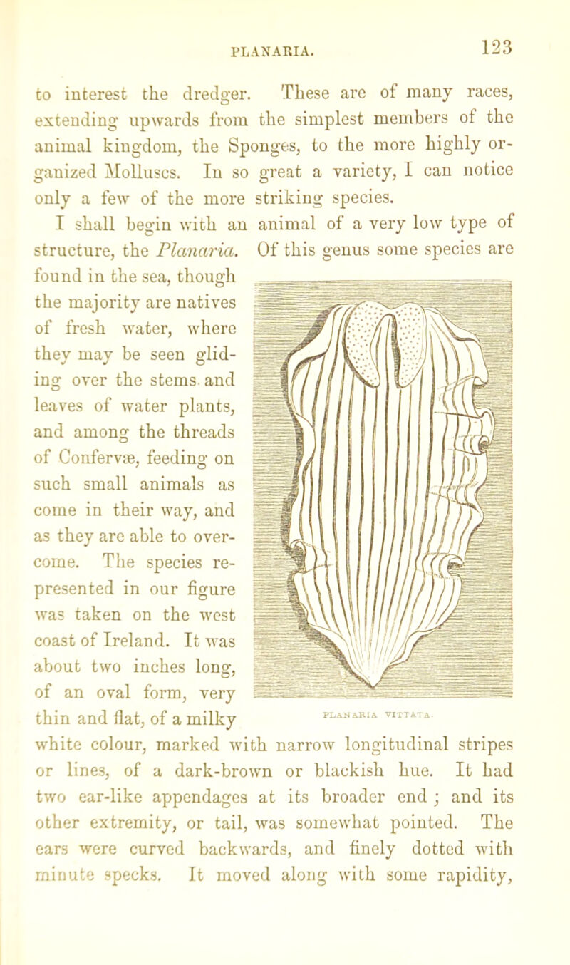 PLANARIA. to interest the dredger. These are of many races, extending upwards from the simplest members of the animal kingdom, the Sponges, to the more highly or- ganized Molluscs. In so great a variety, I can notice only a few of the more striking species. I shall begin with an animal of a very low type of structure, the Planaria. Of this genus some species are found in the sea, though the majority are natives of fresh water, where they may he seen glid- ing over the stems, and leaves of water plants, and among the threads of Confervse, feeding on such small animals as come in their way, and as they are able to over- come. The species re- presented in our figure was taken on the west coast of Ireland. It was about two inches long, of an oval form, very thin and flat, of a milky white colour, marked with narrow longitudinal stripes or lines, of a dark-brown or blackish hue. It had two ear-like appendages at its broader end ; and its other extremity, or tail, was somewhat pointed. The ears were curved backwards, and finely dotted with minute specks. It moved along with some rapidity.