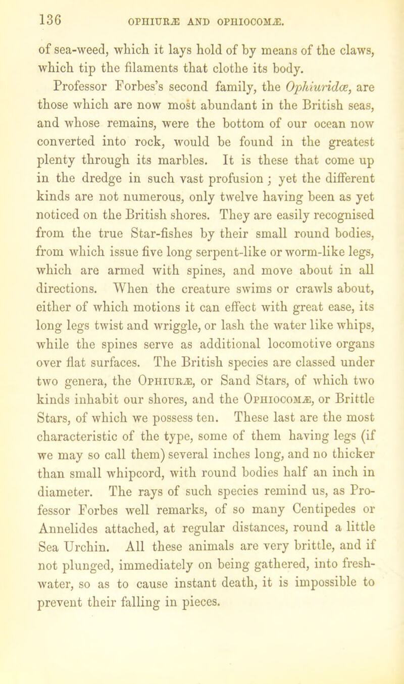 of sea-weed, which it lays hold of by means of the claws, which tip the filaments that clothe its body. Professor Forbes’s second family, the Ophiundce, are those which are now most abundant in the British seas, and whose remains, were the bottom of our ocean now converted into rock, would he found in the greatest plenty through its marbles. It is these that come up in the dredge in such vast profusion; yet the different kinds are not numerous, only twelve having been as yet noticed on the British shores. They are easily recognised from the true Star-fishes by their small round bodies, from which issue five long serpent-like or worm-like legs, which are armed with spines, and move about in all directions. When the creature swims or crawls about, either of which motions it can effect with great ease, its long legs twist and wriggle, or lash the water like whips, while the spines serve as additional locomotive organs over flat surfaces. The British species are classed under two genera, the Ophiura:, or Sand Stars, of which two kinds inhabit our shores, and the Ophiocoma:, or Brittle Stars, of which we possess ten. These last are the most characteristic of the type, some of them having legs (if we may so call them) several inches long, and no thicker than small whipcord, with round bodies half an inch in diameter. The rays of such species remind us, as Pro- fessor Forbes well remarks, of so many Centipedes or Annelides attached, at regular distances, round a little Sea Urchin. All these animals are very brittle, and if not plunged, immediately on being gathered, into fresh- water, so as to cause instant death, it is impossible to prevent their falling in pieces.