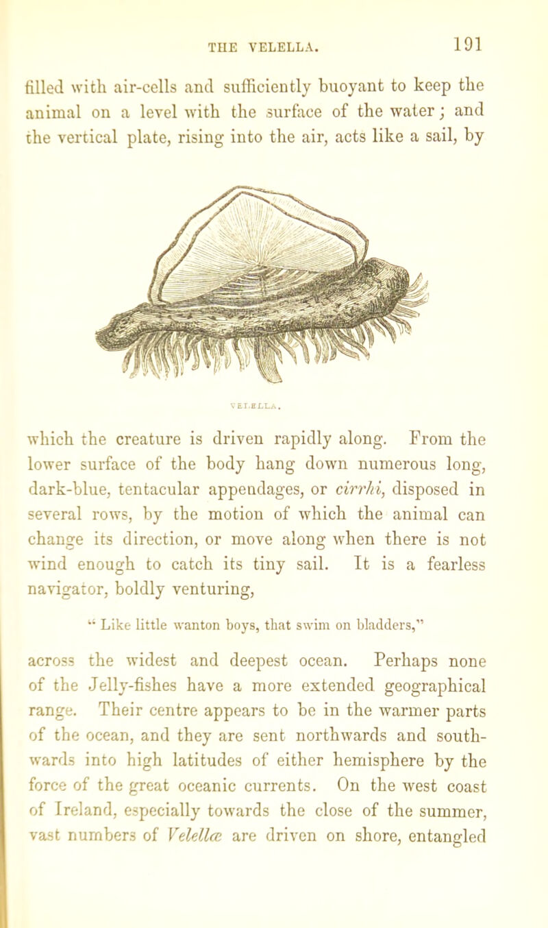 filled with air-cells and sufficiently buoyant to keep the animal on a level with the surface of the water; and the vertical plate, rising into the air, acts like a sail, by VEI.HLLA, which the creature is driven rapidly along. Prom the lower surface of the body hang down numerous long, dark-blue, tentacular appendages, or cirrhi, disposed in several rows, by the motion of which the animal can change its direction, or move along when there is not wind enough to catch its tiny sail. It is a fearless navigator, boldly venturing, “ Like little wanton boys, that swim on bladders,” across the widest and deepest ocean. Perhaps none of the Jelly-fishes have a more extended geographical range. Their centre appears to be in the warmer parts of the ocean, and they are sent northwards and south- wards into high latitudes of either hemisphere by the force of the great oceanic currents. On the west coast of Ireland, especially towards the close of the summer, vast numbers of VelellcE are driven on shore, entangled