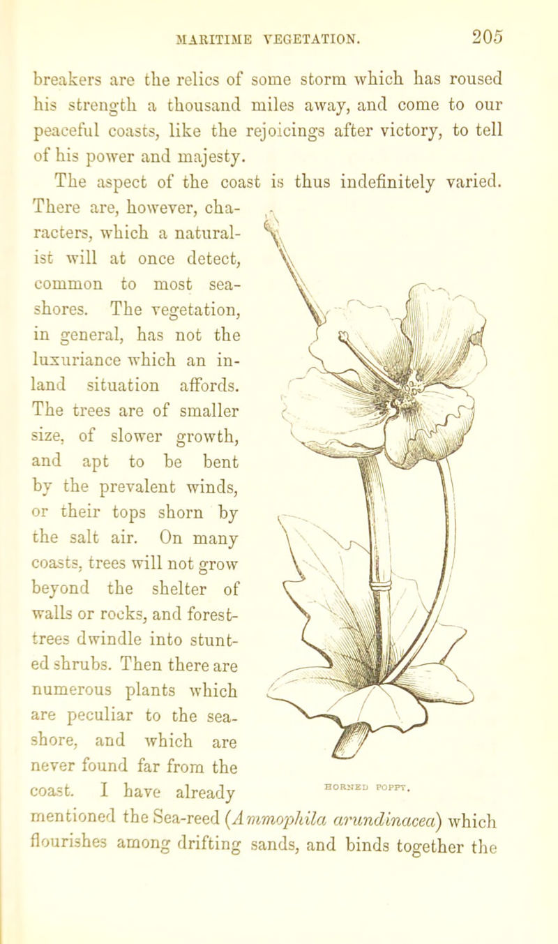 breakers are the relics of some storm which has roused his strength a thousand miles away, and come to our peaceful coasts, like the rejoicings after victory, to tell of his power and majesty. The aspect of the coast is thus indefinitely varied. There are, however, cha- racters, which a natural- ist will at once detect, common to most sea- shores. The vegetation, in general, has not the luxuriance which an in- land situation affords. The trees are of smaller size, of slower growth, and apt to be bent by the prevalent winds, or their tops shorn by the salt air. On many coasts, trees will not grow beyond the shelter of walls or rocks, and forest- trees dwindle into stunt- ed shrubs. Then there are numerous plants which are peculiar to the sea- shore, and which are never found far from the coast. I have already mentioned the Sea-reed {Ammophila arundinacea) which flourishes among drifting sands, and binds together the