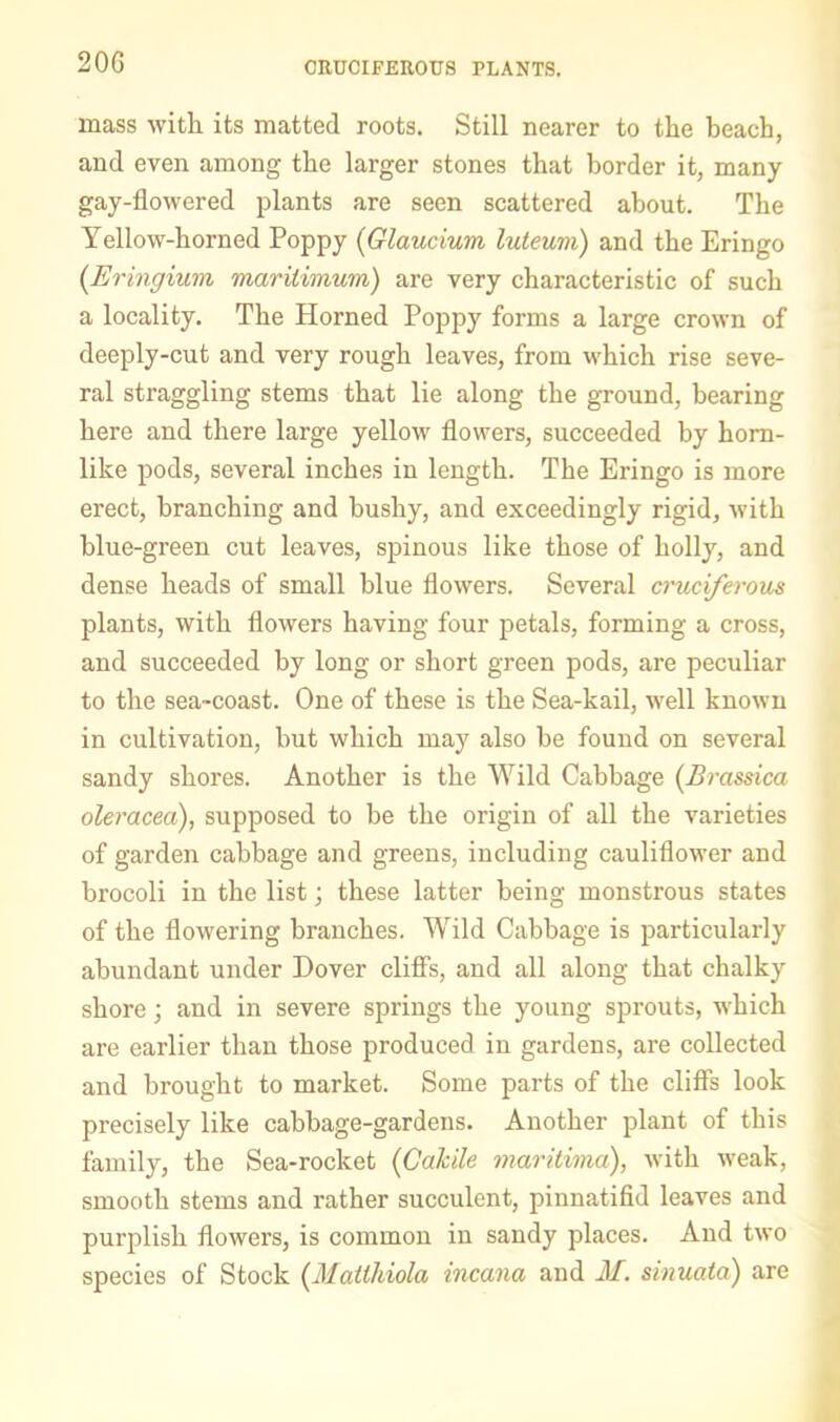 CRUCIFEROUS PLANTS. mass with its matted roots. Still nearer to the beach, and even among the larger stones that border it, many gay-flowered plants are seen scattered about. The Yellow-horned Poppy {Glaucium luteum) and the Eringo {Eringium mariiimum) are very characteristic of such a locality. The Horned Poppy forms a large crown of deeply-cut and very rough leaves, from which rise seve- ral straggling stems that lie along the ground, bearing here and there large yellov' flowers, succeeded by horn- like pods, several inches in length. The Eringo is more erect, branching and bushy, and exceedingly rigid, with blue-green cut leaves, spinous like those of holly, and dense heads of small blue flowers. Several cruciferous plants, with flowers having four petals, forming a cross, and succeeded by long or short green pods, are peculiar to the sea-coast. One of these is the Sea-kail, well known in cultivation, but which may also be found on several sandy shores. Another is the Wild Cabbage {Brassica oleracea), supposed to be the origin of all the varieties of garden cabbage and greens, including cauliflower and brocoli in the list; these latter being monstrous states of the flowering branches. Wild Cabbage is particularly abundant under Dover cliff’s, and all along that chalky shore; and in severe springs the young sprouts, which are earlier than those produced in gardens, are collected and brought to market. Some parts of the cliffs look precisely like cabbage-gardens. Another plant of this family, the Sea-rocket (Gahile viaritima), with weak, smooth stems and rather succulent, pinnatifid leaves and purplish flowers, is common in sandy places. And two species of Stock {Maiihiola incana and M. sinuata) are