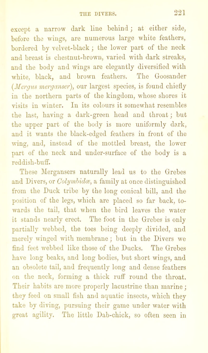 except 11 narrow dark line behind; at either side, before the wings, are numerous large white feathers, bordered by velvet-black; the lower part of the neck and breast is chestnut-brown, varied with dark streaks, and the body and wings are elegantly diversified with white, black, and brown feathers. The Goosander {Mergus merganser), our largest species, is found chiefiy in the northern parts of the kingdom, whose shores it visits in winter. In its colours it somewhat resembles the last, having a dark-green head and throat; but the upper part of the body is more uniformly dark, and it wants the black-edged feathers in front of the wing, and, instead of the mottled breast, the lower part of the neck and under-surface of the body is a reddish-buff. These Mergansers naturally lead us to the Grebes and Divers, or Colymhidae, a family at once distinguished from the Duck tribe by the long conical bill, and the position of the legs, which are placed so far back, to- wards the tail, that when the bird leaves the water it stands nearly erect. The foot in the Grebes is only partially webbed, the toes being deeply divided, and merely winged with membrane; but in the Divers we find feet webbed like those of the Ducks. The Grebes have long beaks, and long bodies, but short wings, and an obsolete tail, and frequently long and dense feathers on the neck, forming a thick ruff round the throat. Their habits are more properly lacustrine than marine; they feed on small fish and aquatic insects, which they take by diving, pursuing their game under water with great agility. The little Dab-chick, so often seen in