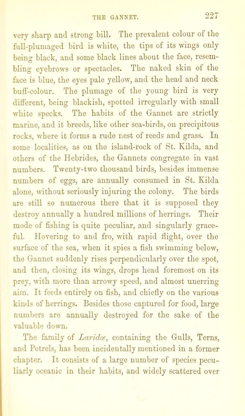 THE GANNET. very sharp and strong bill. The prevalent colour of the full-plumaged bird is white, the tips of its wings only beiii black, and some black lines about the face, resem- bling eyebrows or spectacles. The naked skin of the face is blue, the eyes pale yellow, and the head and neck bufi-colour. The plumage of the young bird is very different, being blackish, spotted irregularly with small white specks. The habits of the Gannet are strictly marine, and it breeds, like other sea-birds, on precipitous rocks, where it forms a rude nest of reeds and grass. In some localities, as on the island-rock of St. Kilda, and others of the Hebrides, the Gannets congregate in vast numbers. Twenty-two thousand birds, besides immense numbers of eggs, are annually consumed in St. Kilda alone, without seriously injuring the colony. The birds are still so numerous there that it is supposed they destroy annually a hundred millions of herrings. Their mode of fishing is quite peculiar, and singularly grace- ful. Hovering to and fro, with rapid flight, over the surface of the sea, when it spies a fish swimming below, the Gannet suddenly rises perpendicularly over the spot, and then, closing its wings, drops head foremost on its prey, with more than arrowy speed, and almost unerring aim. It feeds entirely on fish, and chiefly on the various kinds of herrings. Besides those captured for food, large numbers are annually destroyed for the sake of the valuable down. The family of Laridce, containing the Gulls, Terns, and Petrels, has been incidentally mentioned in a former chapter. It consists of a large number of species pecu- liarly oceanic in their habits, and widely scattered over