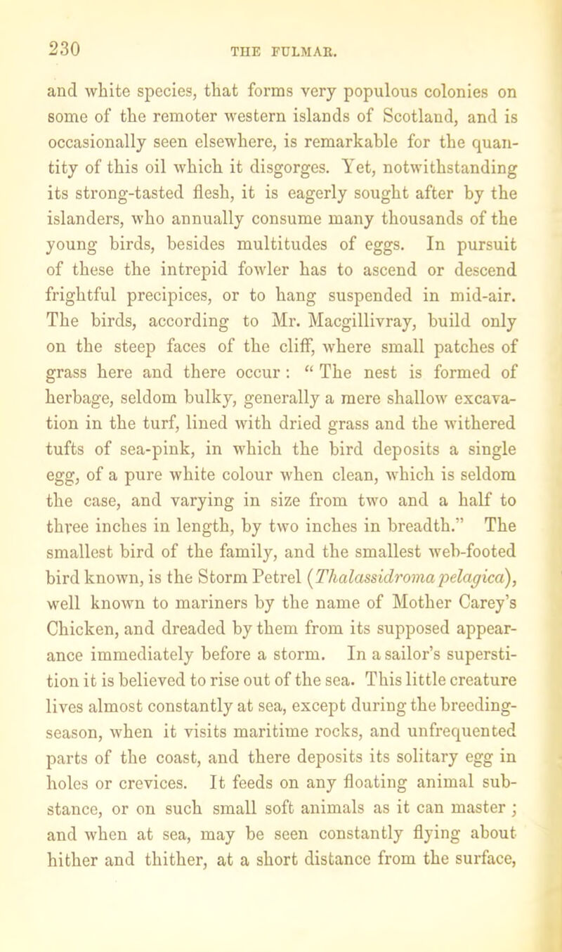 and white species, that forms very populous colonies on some of the remoter western islands of Scotland, and is occasionally seen elsewhere, is remarkable for the quan- tity of this oil which it disgorges. Yet, notwithstanding its strong-tasted flesh, it is eagerly sought after by the islanders, who annually consume many thousands of the young birds, besides multitudes of eggs. In pursuit of these the intrepid fowler has to ascend or descend frightful precipices, or to hang suspended in mid-air. The birds, according to Mr. Macgillivray, build only on the steep faces of the cliff, where small patches of grass here and there occur; “ The nest is formed of herbage, seldom bulky, generally a mere shallow excava- tion in the turf, lined with dried grass and the withered tufts of sea-pink, in which the bird deposits a single egg, of a pure white colour when clean, which is seldom the case, and varying in size from two and a half to thiree inches in length, by two inches in breadth.” The smallest bird of the family, and the smallest web-footed bird known, is the Storm Petrel (Thalassidroina pelaffica), well known to mariners by the name of Mother Carey’s Chicken, and dreaded by them from its supposed appear- ance immediately before a storm. In a sailor’s supersti- tion it is believed to rise out of the sea. This little creature lives almost constantly at sea, except during the breeding- season, when it visits maritime rocks, and unfrequented parts of the coast, and there deposits its solitary egg in holes or crevices. It feeds on any floating animal sub- stance, or on such small soft animals as it can master ; and when at sea, may be seen constantly flying about hither and thither, at a short distance from the surface,