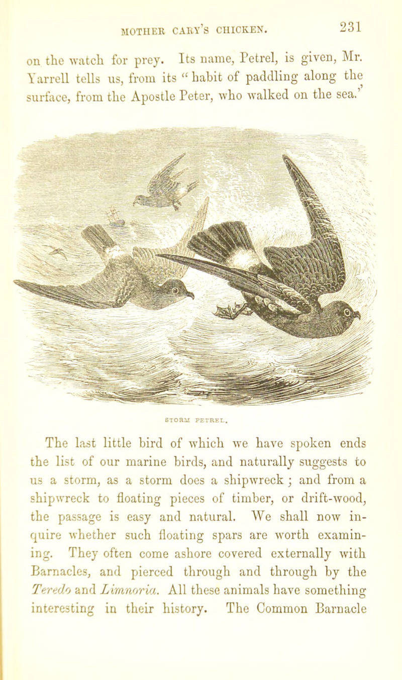 MOTHEK Gary’s chicken. on the watch for prey. Its name, Petrel, is given, Mr. Y arrell tells us, from its “ habit of paddling along the surface, from the Apostle Peter, who walked on the sea. STORM PETREL. The last little bird of which we have spoken ends the list of our marine birds, and naturally suggests to us a storm, as a storm does a shipwreck; and from a shipwreck to floating pieces of timber, or drift-wood, the passage is easy and natural. YVe shall now in- quire whether such floating spars are worth examin- ing. They often come ashore covered externally with Barnacles, and pierced through and through by the Teredo and Liranoria. All these animals have something interesting in their history. The Common Barnacle