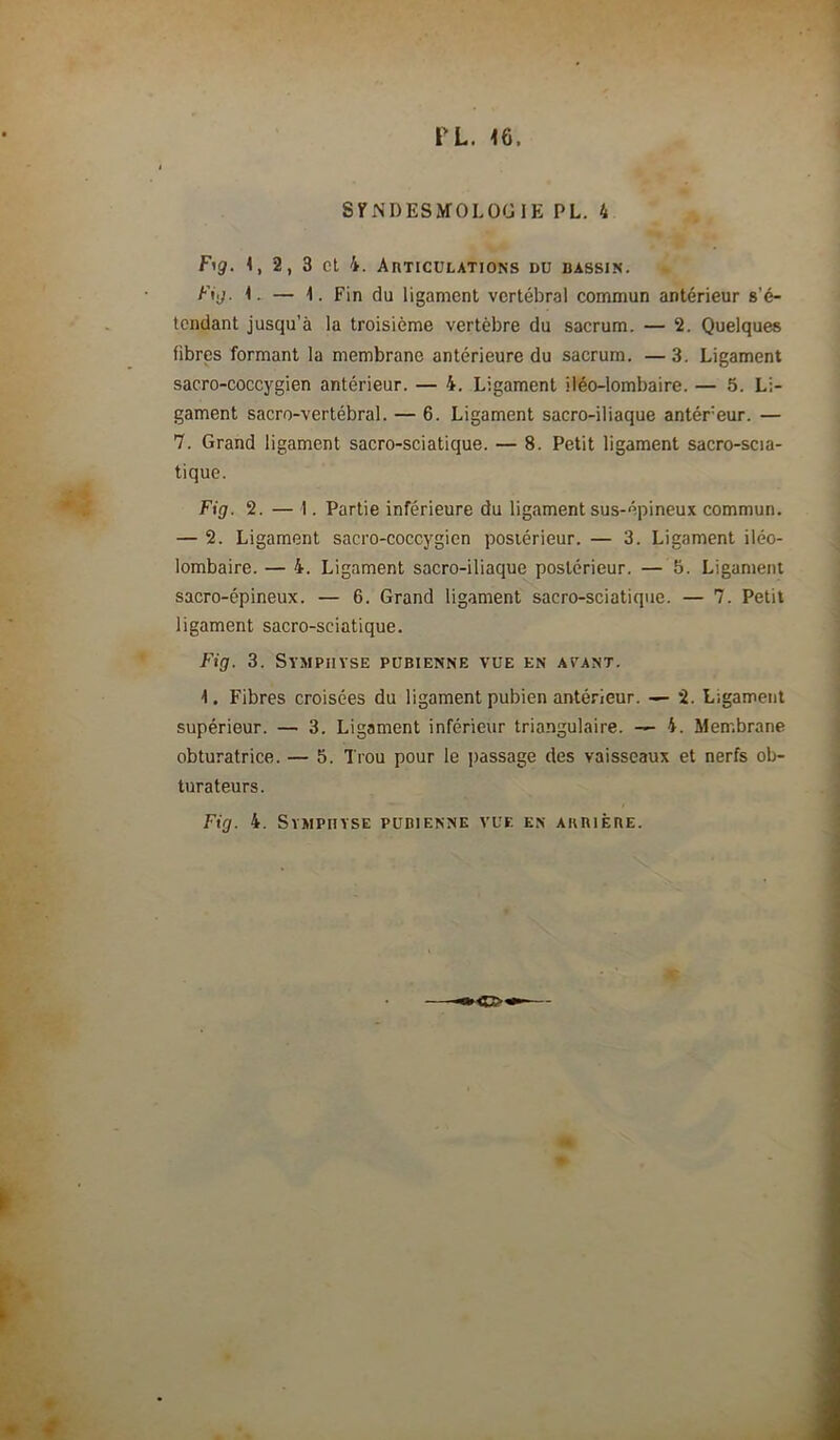 SirNDESMOLOÜlE PL. 4 Fig. 1, 2, 3 et 4. Articulations du bassi.n. Fi,J. — 1. Fin du ligament vertébral commun antérieur s’é- tendant jusqu’à la troisième vertèbre du sacrum. — 2. Quelques fibres formant la membrane antérieure du sacrum. — 3. Ligament sacro-coccygien antérieur. — 4. Ligament iléo-lombaire. — 5. Li- gament sacro-vertébral. — 6. Ligament sacro-iliaque antéreur. — 7. Grand ligament sacro-sciatique. — 8. Petit ligament sacro-scia- tique. Fig. 2. — 1. Partie inférieure du ligament sus-épineux commun. — 2. Ligament sacro-coccygien postérieur. — 3. Ligament iléo- lombaire. — 4. Ligament sacro-iliaque postérieur. — 5. Ligament sacro-épineux. — 6. Grand ligament sacro-sciatique. — 7. Petit ligament sacro-sciatique. Fig. 3. Symphyse pubienne vue en avant. 1. Fibres croisées du ligament pubien antérieur. — 2. Ligament supérieur. — 3. Ligament inférieur triangulaire. — 4. Membrane obturatrice. — 5. Trou pour le passage des vaisseaux et nerfs ob- turateurs. Fig. 4. Symphyse pubienne vue en ahrière.