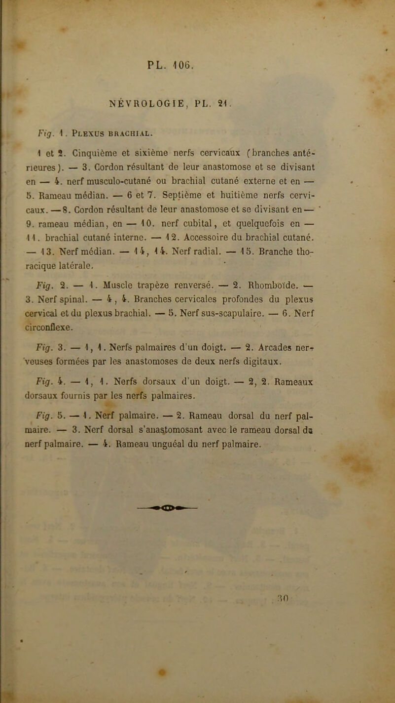 NEVROLOGIE, PL. 21. Fig. 1. Plexus bhachial. 1 et 2. Cinquième et sixième nerfs cervicaux f branches anté- rieures). — 3. Cordon résultant de leur anastomose et se divisant en — 4. nerf musculo-cutané ou brachial cutané externe et en — 5. Rameau médian. — 6 et 7. Septième et huitième nerfs cervi- caux. — 8. Cordon résultant de leur anastomose et se divisant en — 9. rameau médian, en — 10. nerf cubital, et quelquefois en — 11. brachial cutané interne. — 12. Accessoire du brachial cutané. — 13. Nerf médian. — 14, 14. Nerf radial. — 15. Branche tho- racique latérale. Fig. 2. — 1. Muscle trapèze renversé. — 2. Rhomboïde. — 3. Nerf spinal. — 4,4. Branches cervicales profondes du plexus cervical et du plexus brachial. — 5. Nerf sus-scapulaire. — 6. Nerf circonflexe. Fig. 3. — 1,1. Nerfs palmaires d'un doigt. — 2. Arcades ner-r veuses formées par les anastomoses de deux nerfs digitaux. Fig. 4. — 1, 1. Nerfs dorsaux d'un doigt. — 2, 2. Rameaux dorsaux fournis par les nerfs palmaires. Fig. 5. — 1. Nerf palmaire. — 2. Rameau dorsal du nerf pal- maire. — 3. Nerf dorsal s’anastomosant avec le rameau dorsal da nerf palmaire. — 4. Rameau unguéal du nerf palmaire. > ©