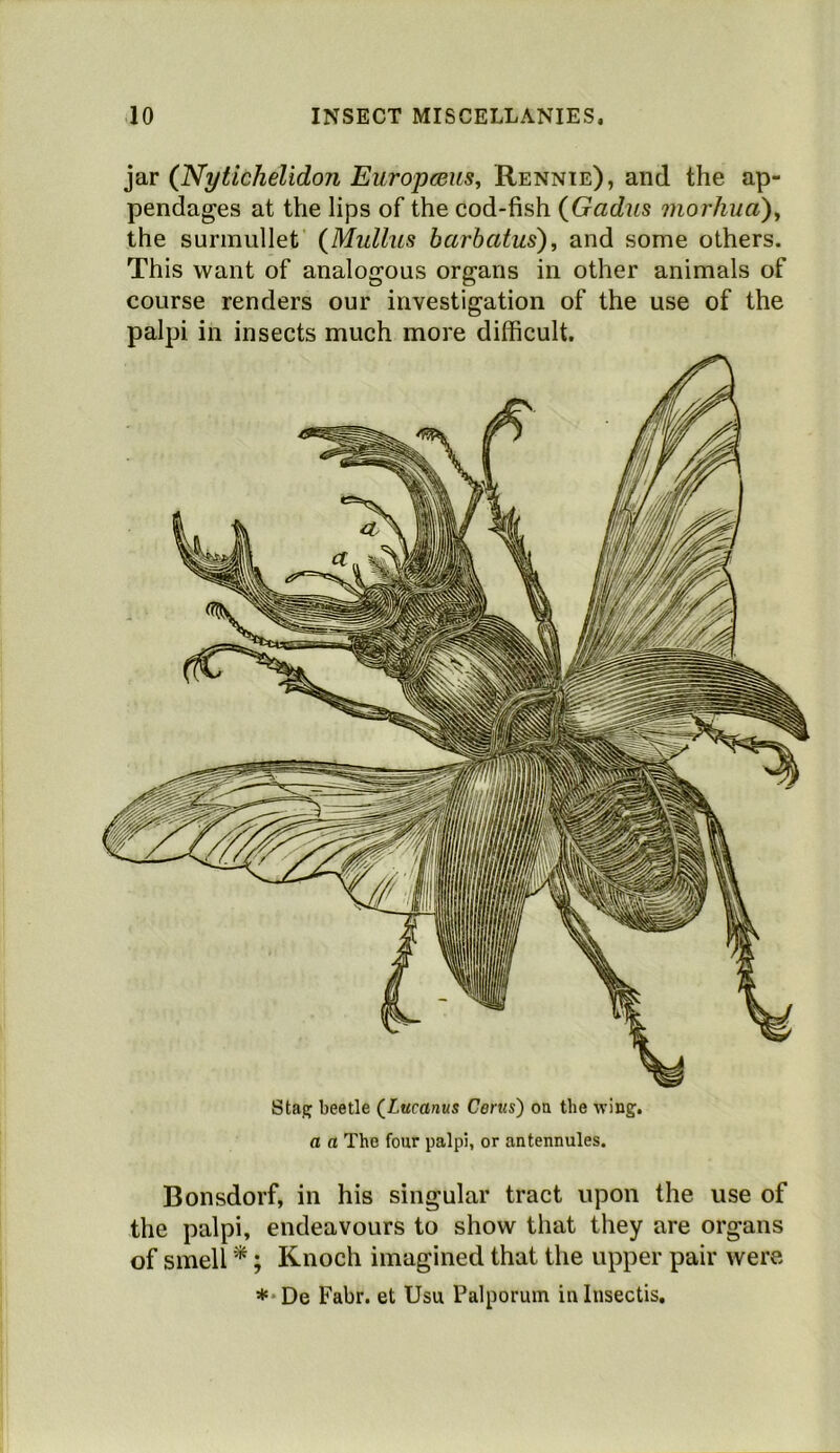 jar (JSfytichelidon Europceus^ Rennie), and the ap- pendages at the lips of the cod-fish {Gadus morhua)., the surmullet {Mullus barbatus), and some others. This want of analogous organs in other animals of course renders our investigation of the use of the palpi in insects much more difficult. a a The four palpi, or antennules. Bonsdorf, in his singular tract upon the use of the palpi, endeavours to show that they are organs of smell '*; Knoch imagined that the upper pair were **De Fabr. et Usu Palporum inlusectis.