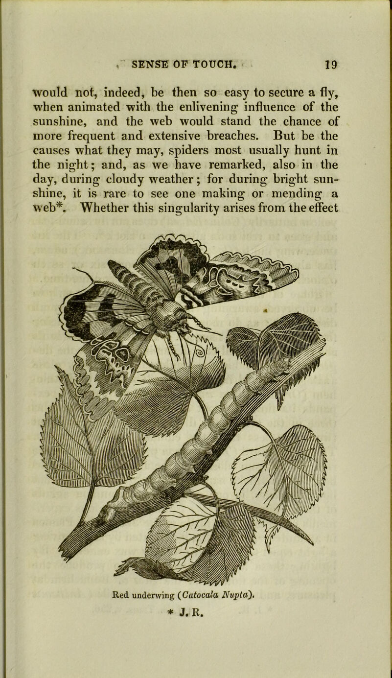 would not, indeed, be then so easy to secure a fly, when animated with the enlivening influence of the sunshine, and the web would stand the chance of more frequent and extensive breaches. But be the causes what they may, spiders most usually hunt in the night; and, as we have remarked, also in the day, during cloudy weather; for during bright sun- shine, it is rare to see one making or mending a web*. Whether this singularity arises from the effect Red underwing (^Catocala Nuptd)^ * J. R,