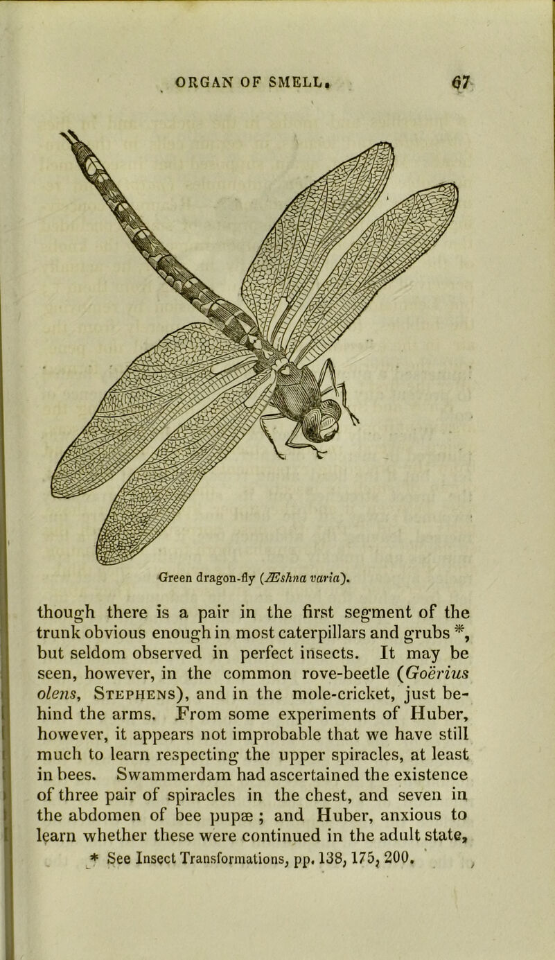 though there is a pair in the first segment of the trunk obvious enough in most caterpillars and grubs % but seldom observed in perfect insects. It may be seen, however, in the common rove-beetle (Goerius olejis, Stephens), and in the mole-cricket, just be- hind the arms. From some experiments of Huber, however, it appears not improbable that we have still much to learn respecting the upper spiracles, at least in bees. Swammerdam had ascertained the existence of three pair of spiracles in the chest, and seven in the abdomen of bee pupae ; and Huber, anxious to l^arn whether these were continued in the adult state, * See Insect Transformations, pp, 138, 175j 200.