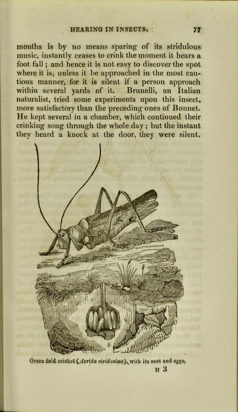 months is by no means sparing; of its stridulous music, instantly ceases to crink the moment it hears a foot fall; and hence it is not easy to discover the spot where it is, unless it be approached in the most cau- tious manner, for it is silent if a person approach within several yards of it. Brunelli, an Italian naturalist, tried some experiments upon this insect, more satisfactory than the preceding ones of Bonnet. He kept several in a chamber, which continued their crinking song through the whole day ; but the instant they heard a knock at the door, they were silent. Qreen field cricket C-^crtrfa vir!dissima),^with its nest and eggs, H 3