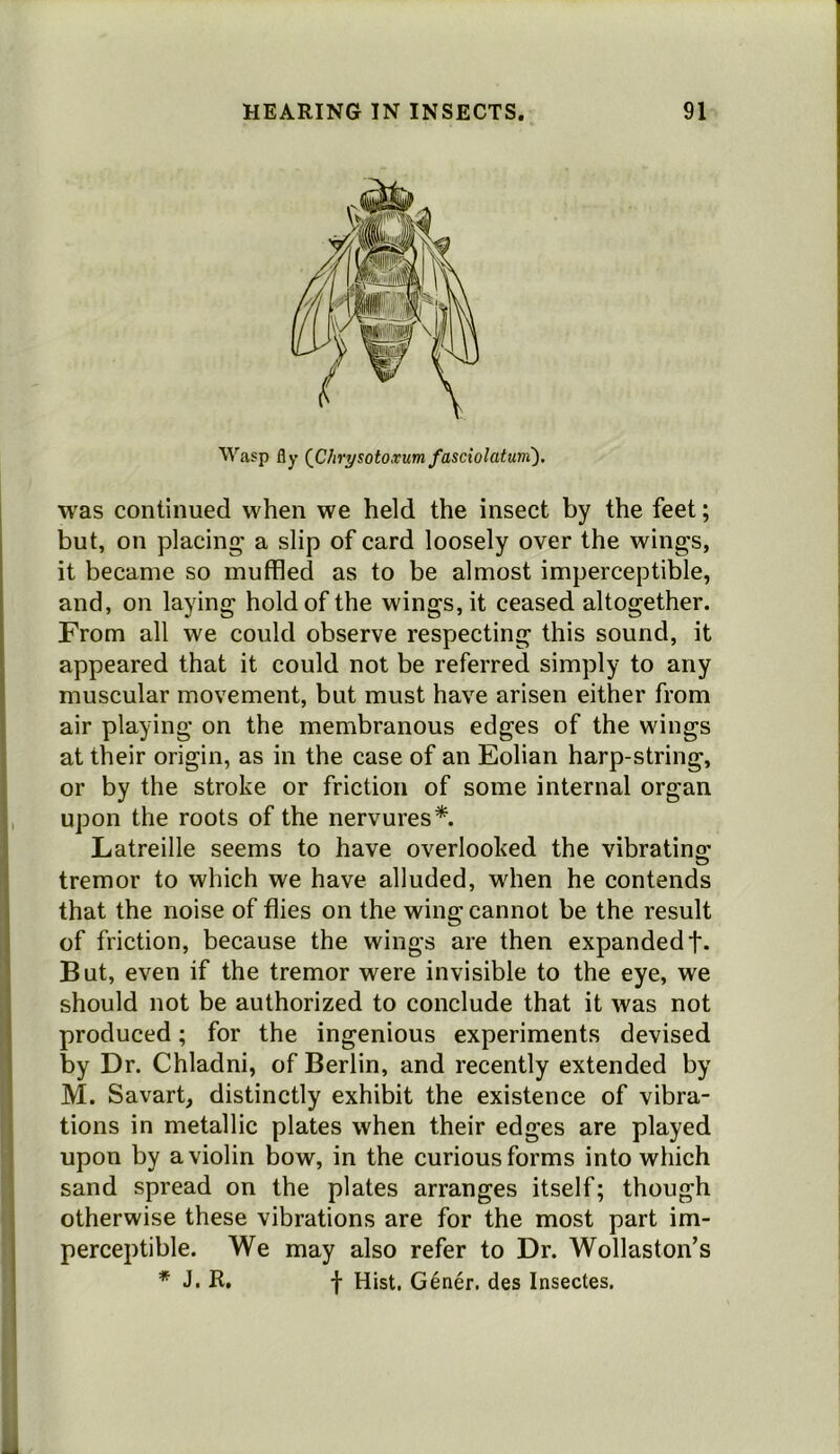 Wasp fly {Chrysotoxum fasciolaturri), was continued when we held the insect by the feet; but, on placing a slip of card loosely over the wings, it became so muffled as to be almost imperceptible, and, on laying hold of the wings, it ceased altogether. From all we could observe respecting this sound, it appeared that it could not be referred simply to any muscular movement, but must have arisen either from air playing on the membranous edges of the wings at their origin, as in the case of an Eolian harp-string, or by the stroke or friction of some internal organ upon the roots of the nervures*. Latreille seems to have overlooked the vibrating; tremor to which we have alluded, when he contends that the noise of flies on the wing cannot be the result of friction, because the wings are then expanded t* But, even if the tremor were invisible to the eye, we should not be authorized to conclude that it was not produced; for the ingenious experiments devised by Dr. Chladni, of Berlin, and recently extended by M. Savart, distinctly exhibit the existence of vibra- tions in metallic plates when their edges are played upon by a violin bow, in the curious forms into which sand spread on the plates arranges itself; though otherwise these vibrations are for the most part im- perceptible. We may also refer to Dr. Wollaston’s * J. R. f Hist. G6ner. des Insectes,