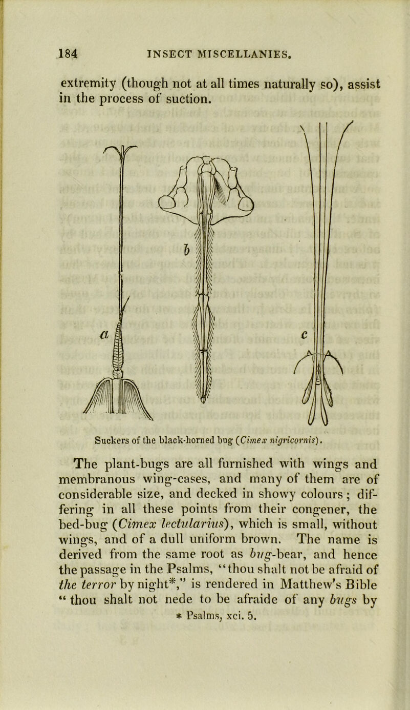 extremity (though not at all times naturally so), assist in the process of suction. Suckers of the black-horned bug (Cimex nigncornis), The plant-bugs are all furnished with wings and membranous wing-cases, and many of them are of considerable size, and decked in showy colours; dif- fering in all these points from their congener, the bed-bug (Cimex lectvlai'ins), which is small, without wings, and of a dull uniform brown. The name is derived from the same root as 67/g-bear, and hence the passage in the Psalms, “thou shalt not be afraid of the ^erro/’by night*,” is rendered in Matthew’s Bible “ thou shalt not nede to be afraide of any bugs by * Psalms, xci. 5.