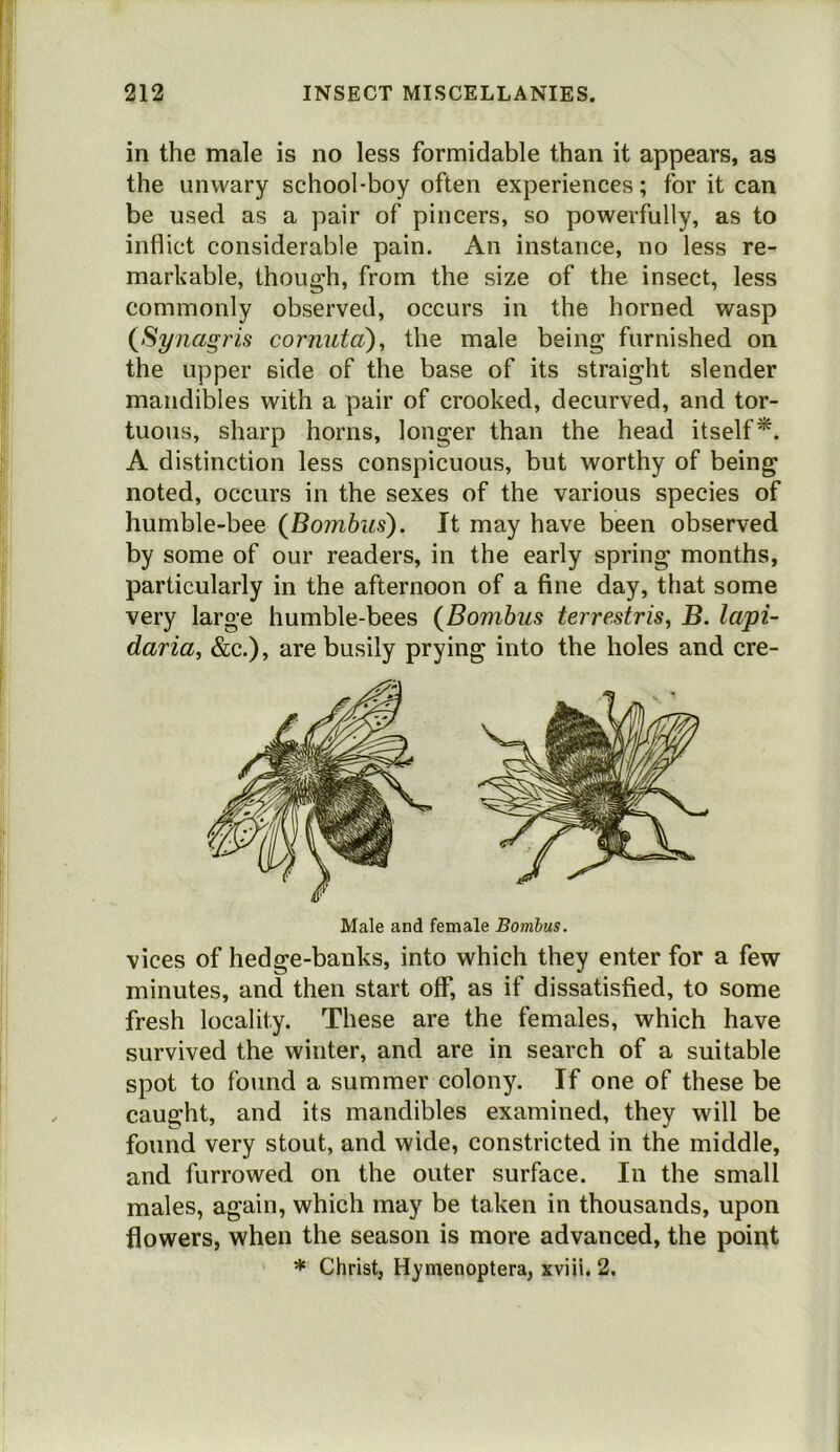 in the male is no less formidable than it appears, as the unwary school-boy often experiences; for it can be used as a pair of pincers, so powerfully, as to inflict considerable pain. An instance, no less re- markable, though, from the size of the insect, less commonly observed, occurs in the horned wasp {Synagris coriiuta), the male being furnished on the upper side of the base of its straight slender mandibles with a pair of crooked, decurved, and tor- tuous, sharp horns, longer than the head itself*. A distinction less conspicuous, but worthy of being noted, occurs in the sexes of the various species of humble-bee {Bombus). It may have been observed by some of our readers, in the early spring months, particularly in the afternoon of a fine day, that some very large humble-bees {Bomhus terrestris, B. lapi- daria, &c.), are busily prying into the holes and cre- Male and female Bombus. vices of hedge-banks, into which they enter for a few minutes, and then start off, as if dissatisfied, to some fresh locality. These are the females, which have survived the winter, and are in search of a suitable spot to found a summer colony. If one of these be caught, and its mandibles examined, they will be found very stout, and wide, constricted in the middle, and furrowed on the outer surface. In the small males, again, which may be taken in thousands, upon flowers, when the season is more advanced, the poiqt * Christ, Hymenoptera, xviii, 2.