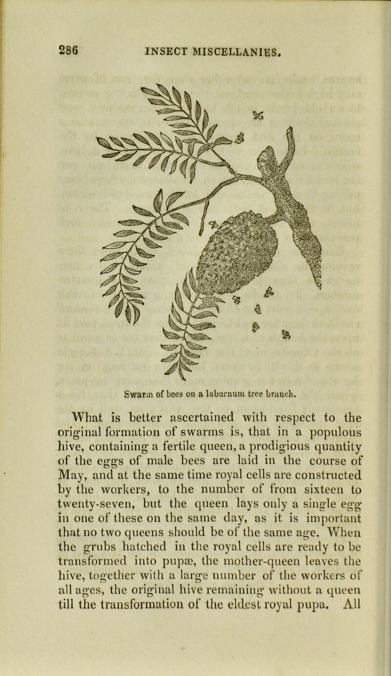 Swarm of bees on a labrnmum tree braneh. What is better ascertained with respect to the original formation of swarms is, that in a populous hive, containing’a fertile queen, a prodigious quantity of the eggs of male bees are laid in the course of May, and at the same time royal cells are constructed by the workers, to the number of from sixteen to twenty-seven, but the queen lays only a single egg in one of these on the same day, as it is important that no two queens should be of the same age. When the grubs hatched in the royal cells are ready to be transformed into pupae, the mother-queen leaves the hive, together with a large number of the workers of all ages, the original hive remaining without a queen till the transformation of the eldest royal pupa. All