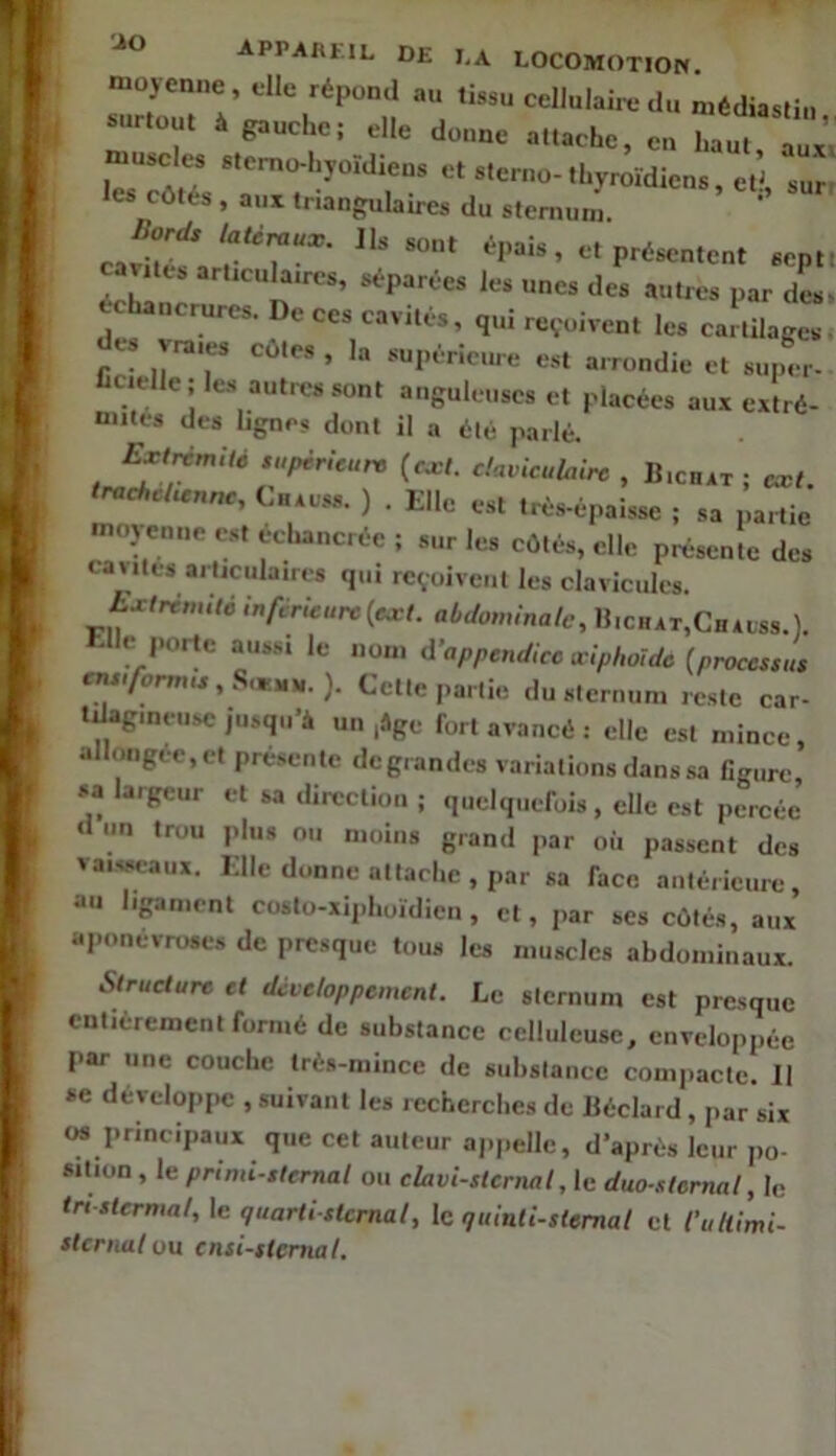 ■ao moyenne , elle répond au tissu cellulah-e du médiastin surtout à gauche; elle donne attache, en haut aux muscles «‘emo-hyoîdiens et sterno-thyroïdiens et’ sur. les côtés , aux triangulaires du slemum. ’ «r.lu .rUcuU,™, .(.p..;.,, ^ D, CO. coviU.., ,„i rcooicc, cJ. v„,.. c«o, , I. .„p,.ric,UO o„ .,„„dio 0, .„pi, c elle, les autres sont anguleuses et placées aux extré- mités des lignes dont il a été parlé. Ext^mité .upirUurt {cxl. clavicuUiirc , B,chat ; «et. CaAcss. ) . Elle est trés-épalsse ; sa partie moyenne est echancrée ; sur les côtés, elle présente des caiites articulaires qui rcvoivei.t les clavicules. txtrt,mté infcricure{txt. abdominale, H.chat,Chalss.). -Ile porte aussi le nom d’appendice aiphoide (processus cns,/brmu,S,wx,H.). Cette partie du sternum reste car- tJagmeuse jusqu’à un ,âge fort avancé : elle est mince, allongée, et présente de grandes variations dans sa figure, sa largeur et sa direction ; quelquefois, elle est percée d un trou plus ou moins grand par où passent des vaisseaux, l'ilc donne attache , par sa face antérieure, au ligament costo-xiphoïdien , et, par ses côtés, aux aponévroses de presque tous les muscles abdominaux Siruclure et développement. Le sternum est presque entièrement formé de substance celluleuse, enveloppée par une couche Irés-mince de substance compacte. Il se développe , suivant les recherches de Béclard , j.ar six os principaux que cet auteur appelle, d’après leur po- sition , le primi-stcrnal ou clavi-stcrnal,lc duo-sternal, le tn stermal, \c quarti sternal, le quinli-stemal et l'uUimi- stcriMl ou cnsi-slcmal.