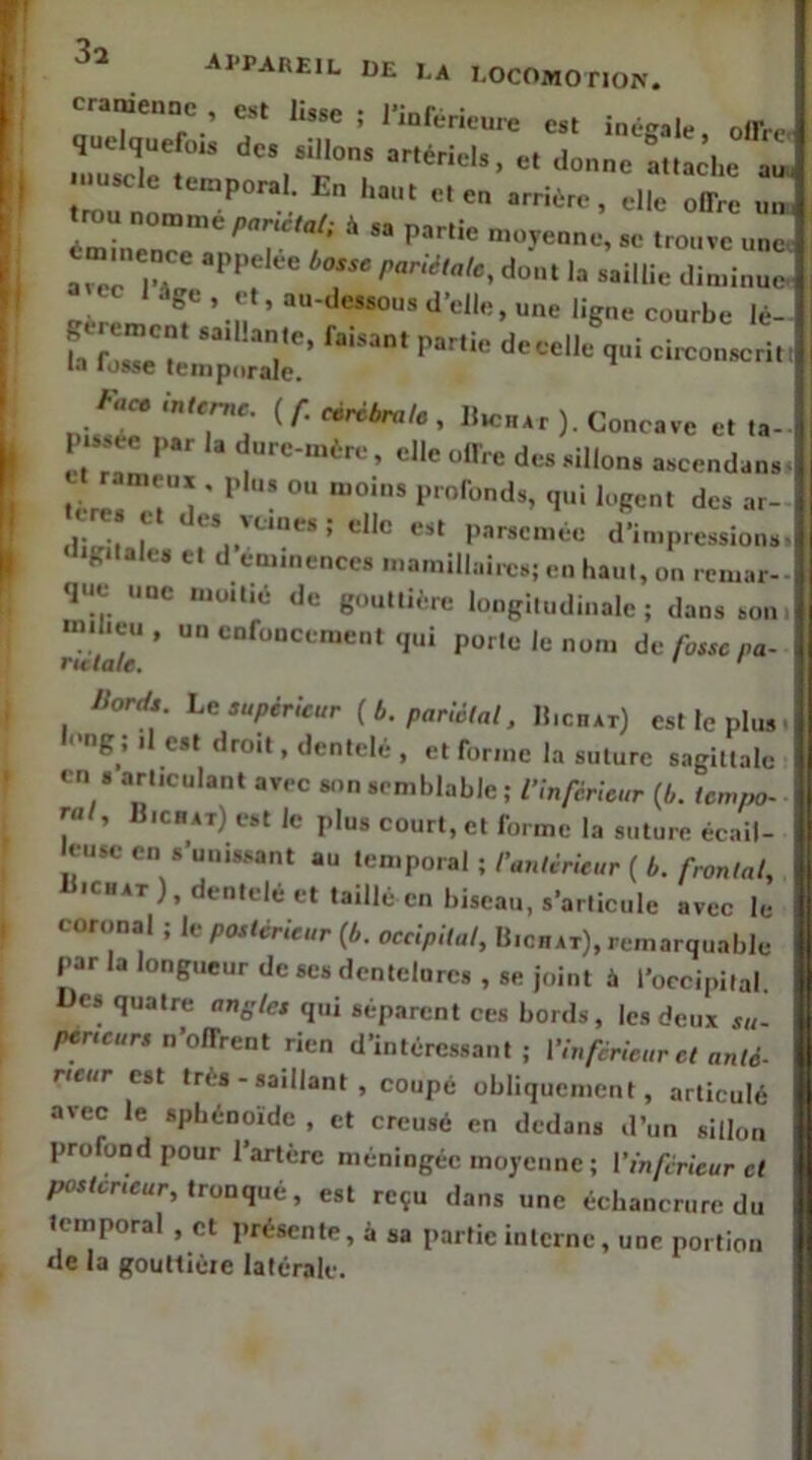 appareil de la eocomotion. crânienne , est lisse ; l’inférieure est inégale, olfrcf quelquefois des sillons artériels et ilnnn» i iiiiiu'l» 1 . ^cieis, tt donne attache aun -«■le ‘eniporal En haut et en arrière, elle offre un, trou nomme parir/af; à sa partie moyenne, se trouve une mmence appelée bo.se pariétale, dont la saillie diminue ee 1 âge , et, au-dessous d’elle, une ligne courbe lé- Jaceinte^c ( f. cérébrale , Um„Ar ). Concave et ta- I issee par la durc-inére, elle offre des sillon» ascendans- U rameux , phi, ou moins profonds, qui logent des ar- di^î r Pnrsemée d’impressions >K*lalc» et d em.nenccs mamilh.ires; en haut, on remar- que une moitié de gouttière longitudinale; dans son 'rUtale' Porte le nom de fosse pa- Ihrds he supérieur {b. pariétal. U.cnAr) est le plus long ; il est droit, dentelé , et forme la suture sagittale en » articulant avec son semblable ; l’inférieur (i. tem/w- ral. H,chat) est le plus court, et forme la suture écail- eusc en s’unissant au temporal ; l’antérieur { b. frontal, tJ'CHAT),denteléet taillé en biseau, s’articule avec le conmal ; le postérieur [b. occipital, IIichat), remarquable par la longueur de scs dentelnrcs , se joint à l’occipital, ücs quatre angles qui séparent ces bords, les deux su- peneur. n’offrent rien d’intéressant ; l’inférieur et anté- rieur est très - saillant , coupé obliquement, articulé avec le sphénoïde , et creusé en dedans d’un sillon profond pour l’artère méningée moyenne ; l’inférieur et postérieur, tvoonné, est reçu dans une échancrure du temporal , et présente, à sa partie interne, une portion de la gouttière latérale.