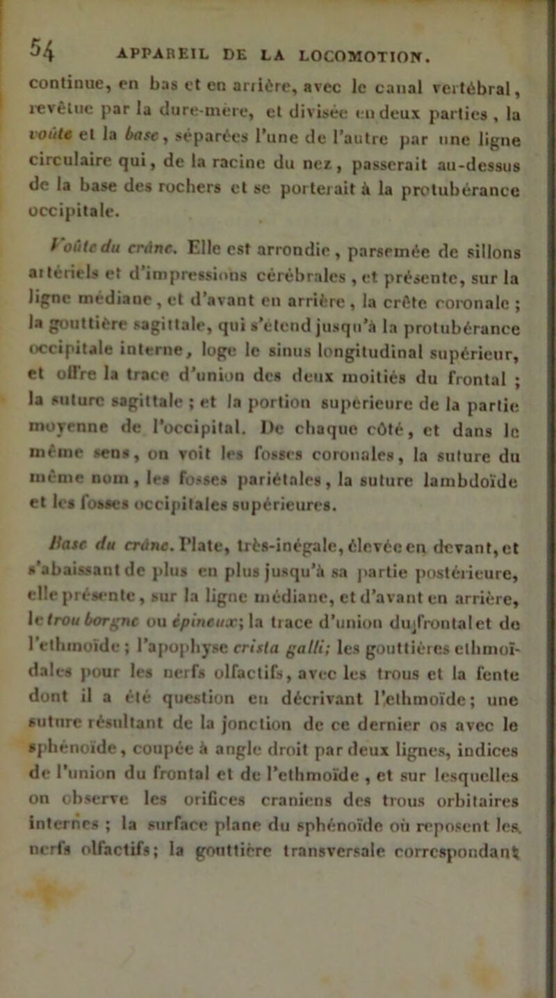 continue, en bas et en ariiire, avec le canal veitébral, icvêluc par la tlure-inêie, cl divisée en deux parties , la l’Otite et la base, séparées l’une de l’autre par une ligne circulaire qui, de la racine du ncx, passerait au-dessus de la base des rochers et se porterait à la pivlubérancc occipitale. f ûûtedu crâne. Elle est arrondie , parsemée de sillons aitériels et d’impressions cérébrales , et présente, sur la ligne médiane, et d’avant en arrière, la crête eoronalc ; la gouttière sagittale, qui s’étend jusqu’à la protubérance occipitale interne, loge le sinus longitudinal supérieur, et offre la trace d’union des deux moitiés du frontal ; la suture sagittale ; et la portion supérieure de la partie morenne de l’occipital. De chaque côté, et dans le même sens, on voit les fosses coronales, la suture du même nom, les fo.ises pariétales, la suture lambdoïde et les fosses occipitales supérieures. Haie du frdnc. riate, très-inégale, élevée en devant, et s’abaiAsant de plus en plus jusqu’à sa jiarlie postéiieure, elle présente, sur la ligne médiane, et d’avant en arrière, le trou borgne ou épineux; la trace d’union dii^fi-ontalet do l’etliinoïde ; l’apopliy-sc criita galli; les gouttières ctbmuï- dales pour les nerfs olfactifs, avec les trous cl la fente dont il a été question eu décrivant rctbmoïdc; une suture résultant de la jonction de ce dernier os avec le sphénoïde, coupée à angle droit par deux lignes, indices de l’union du frontal et de l’cthmoïde , et sur lesquelles on observe les oriGccs crâniens des trous orbitaires Interlies ; la surface plane du sphénoïde orr reposent les. nerfs olfactifs; la gouttière transversale correspondant