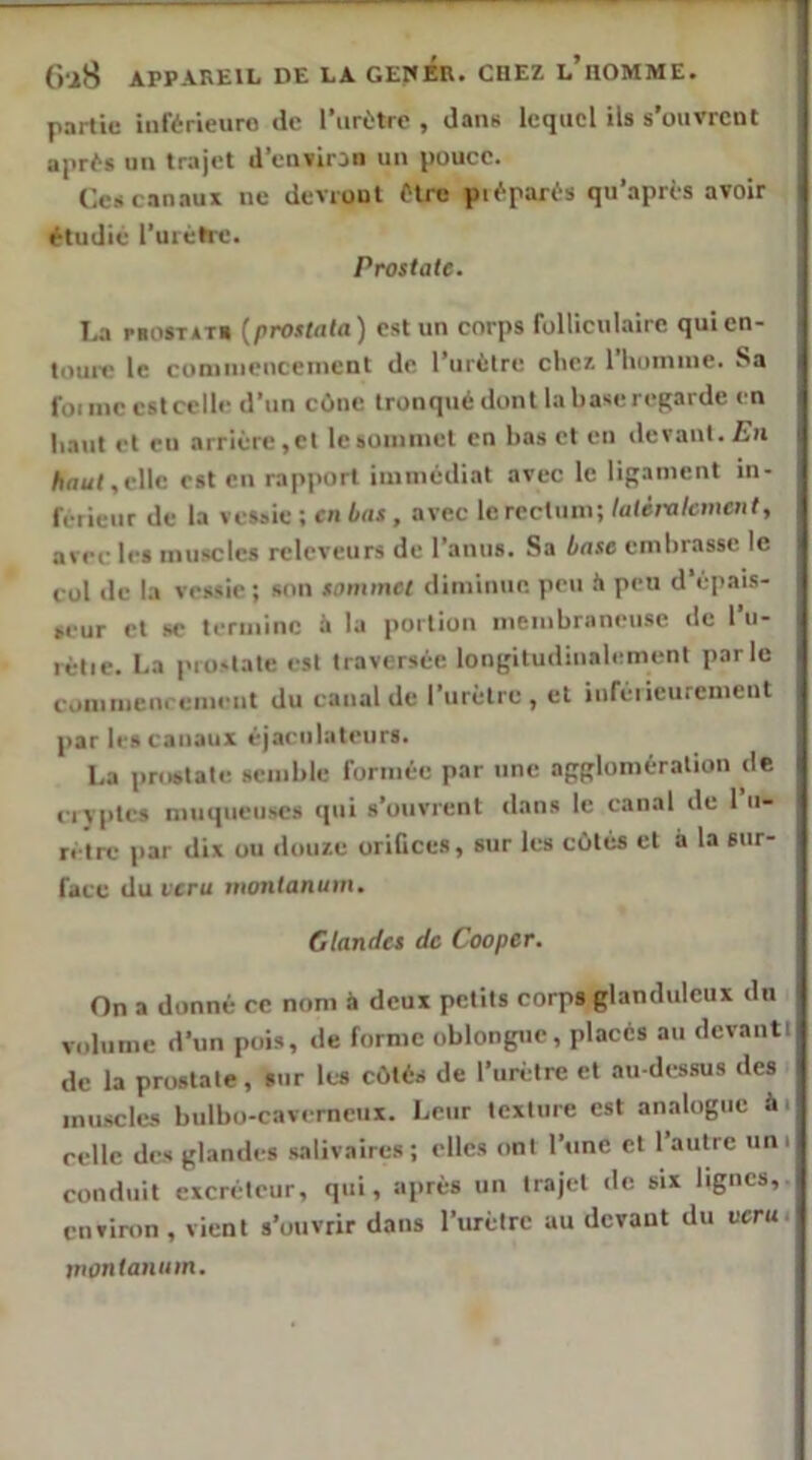 partit; iiiférieuro de l’iirètrc , dan» lequel ils s’ouvrent aprt-s uii trajet d’environ un pouce. Cc.s canaux ne devront Ptre piéparés qu’après avoir ftudie ruiéh-e. Prostate. T,a paosTitT» {prostata) est un corps rolliculaire quien- louie le comnicnceincnt de l’iirilre chez riiomine. Sa foi me est celle d’un cùne tronqué dont la base regarde en liant et en arrière,cl lesoininel en bas cl en devanl. En haut,vWc est en rapport immédiat avec le ligament in- feiienr de la vessie : en bas , avec le rectum; latéralement, avec les muscles rclcveurs de l’anus. Sa base embrasse le col de la vessie ; son sommet diminue, peu 1» peu d’épais- seur et SC termine à la portion membraneuse de l’u- rétie. l.a prostate est traversée longitudinalement parle commenrement du canal de l’urètre, et iiifèiieuremeul par les canaux èjacnlatenrs. La prostate semble formée par une agglomération de ciyptcs muqueuses ipii s’ouvrent dans le canal de 1 u- relrc par dix ou douze oriQces, sur les cùtés et à la sur- face du l'cru montanum. Glandes de Cooper. On a donné ce nom à deux petits corps glanduleux dn volume d’un pois, de forme oblongue, placés au devantl de la prostate, sur les côtés de l’urètre et au-dessus des muscles bulbo-caverncux. Leur texture est analogue ài celle des glandes salivaires; elles ont l’une cl l’autre uni conduit excréteur, qui, après un trajet de six lignes, cnvinin, vient s’ouvrir dans l’urèlre au devant du veru montanum.