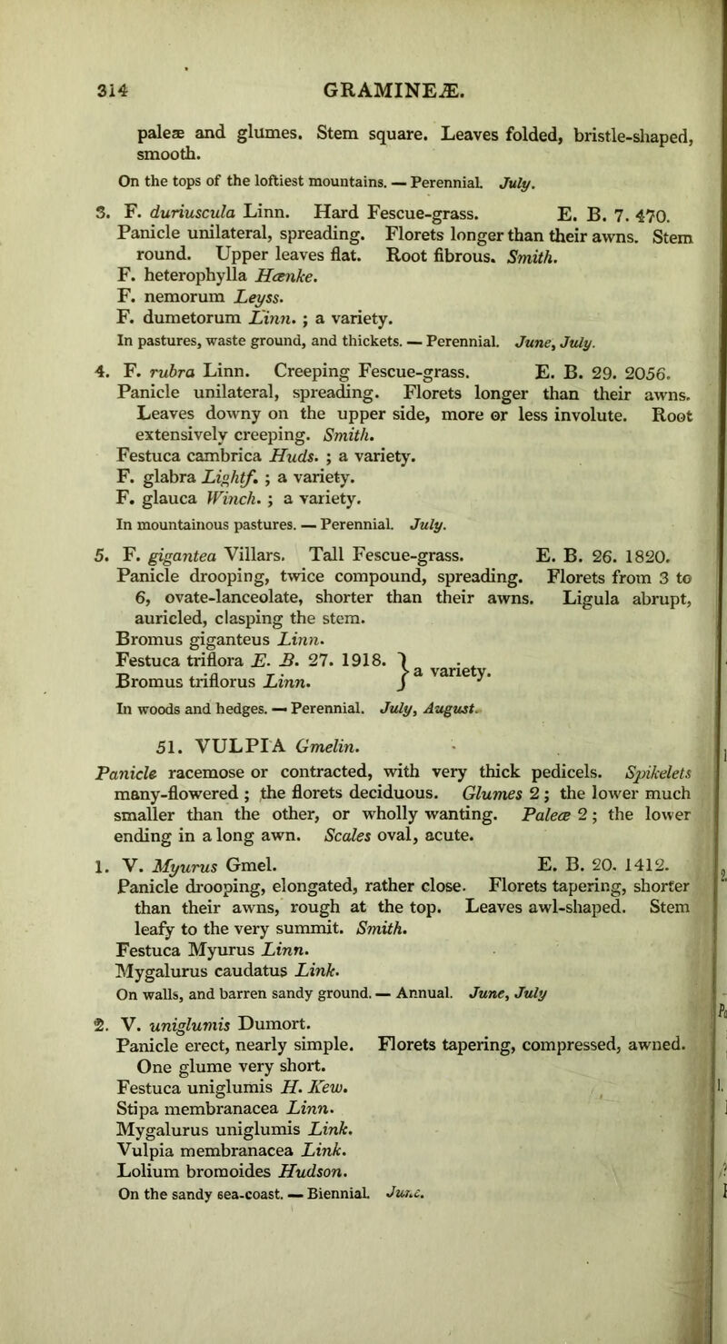 paleae and glumes. Stem square. Leaves folded, bristle-shaped, smooth. On the tops of the loftiest mountains. — PerenniaL July. 3. F. duriuscula Linn. Hard Fescue-grass. E. B. 7. 470. Panicle unilateral, spreading. Florets longer than their awns. Stem round. Upper leaves flat. Root fibrous. Smith. F. heterophylla Hcenke. F. nemorum Leyss. F. dumetorum Linn. ; a variety. In pastures, waste ground, and thickets. — Perennial. June, July. 4. F. rubra Linn. Creeping Fescue-grass. E. B. 29. 2056. Panicle unilateral, spreading. Florets longer than their awns. Leaves downy on the upper side, more or less involute. Root extensively creeping. Smith. Festuca cambrica Huds. ; a variety. F. glabra Light/. ; a variety. F. glauca Winch. ; a variety. In mountainous pastures. — Perennial. July. 5. F. gigantea Villars, Tall Fescue-grass. E. B. 26. 1820. Panicle drooping, twice compound, spreading. Florets from 3 to 6, ovate-lanceolate, shorter than their awns. Ligula abrupt, auricled, clasping the stem. Bromus giganteus Linn. Festuca triflora E. B. 27. 1918. Bromus triflorus Linn. In woods and hedges. — Perennial. ^ a variety. July, August. 51. VULPIA Gmelin. Panicle racemose or contracted, with very thick pedicels. Spikelets many-flowered ; the florets deciduous. Glumes 2; the lower much smaller than the other, or wholly wanting. Palece 2; the lower ending in a long awn. Scales oval, acute. 1. V. Myurus Gmel. E. B. 20. 1412. Panicle drooping, elongated, rather close. Florets tapering, shorter than their awns, rough at the top. Leaves awl-shaped. Stem leafy to the very summit. Smith. Festuca Myurus Linn. Mygalurus caudatus Link. On walls, and barren sandy ground. — Annual. June, July 2. V. uniglumis Dumort. Panicle erect, nearly simple. Florets tapering, compressed, awned. One glume very short. Festuca uniglumis H. Lew. Stipa membranacea Linn. Mygalurus uniglumis Link. Vulpia membranacea Link. Lolium bromoides Hudson. On the sandy eea-coast. — Biennial June.