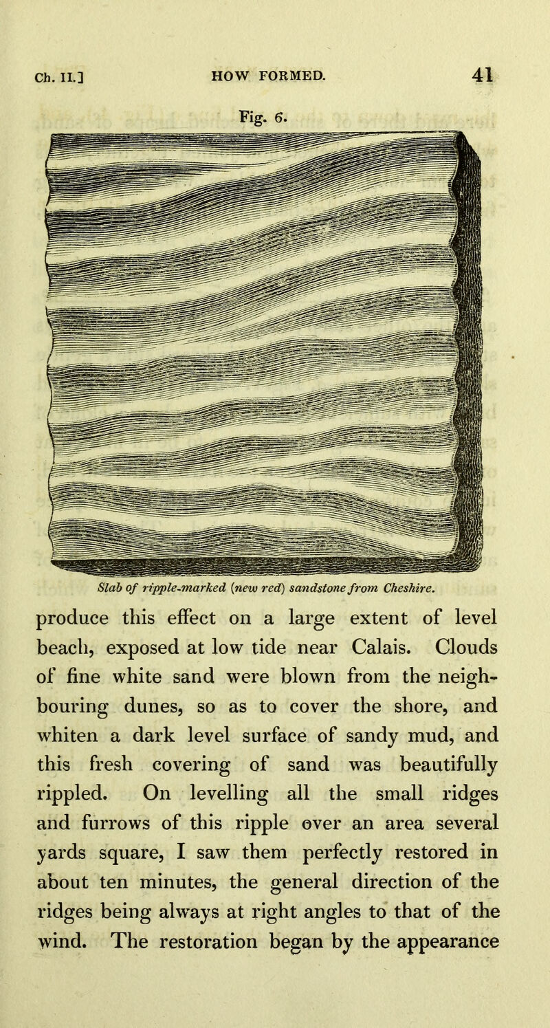 Fig. 6. Slab of ripple-marked (new red) sandstone from Cheshire. produce this effect on a large extent of level beach, exposed at low tide near Calais. Clouds of fine white sand were blown from the neigh- bouring dunes, so as to cover the shore, and whiten a dark level surface of sandy mud, and this fresh covering of sand was beautifully rippled. On levelling all the small ridges and furrows of this ripple over an area several yards square, I saw them perfectly restored in about ten minutes, the general direction of the ridges being always at right angles to that of the wind. The restoration began by the appearance
