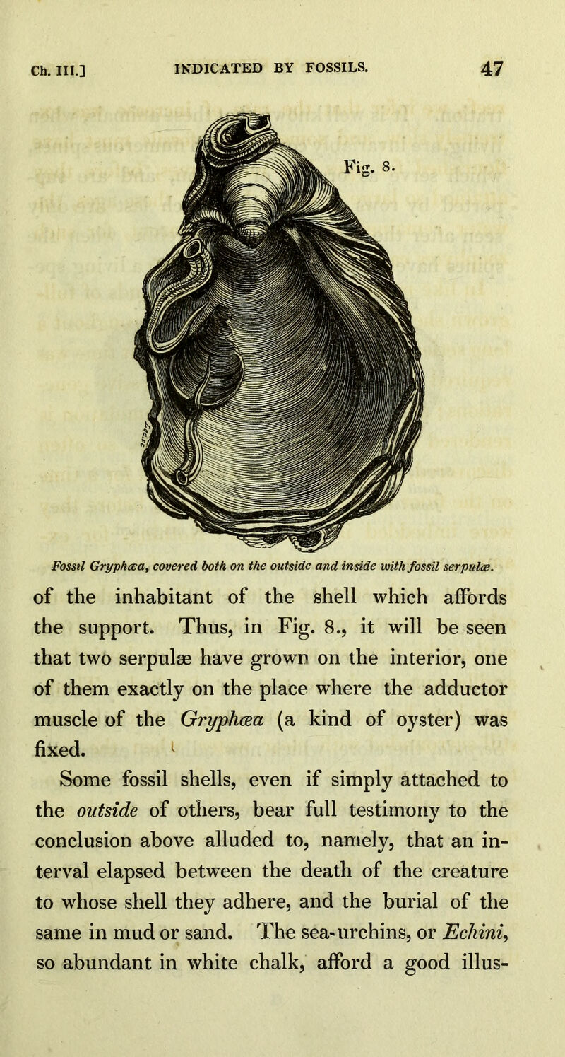 Fossil Gryphcca, covered both, on the outside and inside with fossil serpulce. of the inhabitant of the shell which affords the support. Thus, in Fig. 8., it will be seen that two serpulae have grown on the interior, one of them exactly on the place where the adductor muscle of the Gryphcea (a kind of oyster) was fixed. 1 Some fossil shells, even if simply attached to the outside of others, bear full testimony to the conclusion above alluded to, namely, that an in- terval elapsed between the death of the creature to whose shell they adhere, and the burial of the same in mud or sand. The sea-urchins, or Echini, so abundant in white chalk, afford a good illus-