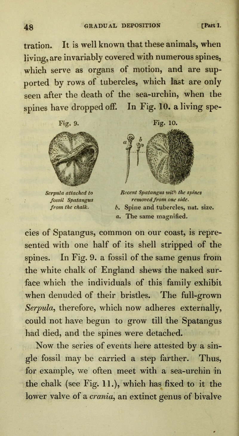 tration. It is well known that these animals, when living, are invariably covered with numerous spines, which serve as organs of motion, and are sup- ported by rows of tubercles, which last are only seen after the death of the sea-urchin, when the spines have dropped off. In Fig. 10. a living spe- Fig. 9. Serpula attached to fossil Spatangus from the chalk. Fig. 10. Recent Spatangus with the spines removed from one side, b. Spine and tubercles, nat. size. a. The same magnified. cies of Spatangus, common on our coast, is repre- sented with one half of its shell stripped of the spines. In Fig. 9. a fossil of the same genus from the white chalk of England shews the naked sur- face which the individuals of this family exhibit when denuded of their bristles. The full-grown Serpula, therefore, which now adheres externally, could not have begun to grow till the Spatangus had died, and the spines were detached. Now the series of events here attested by a sin- gle fossil may be carried a step farther. Thus, for example, we often meet with a sea-urchin in the chalk (see Fig. 11.), which has fixed to it the lower valve of a crania, an extinct genus of bivalve