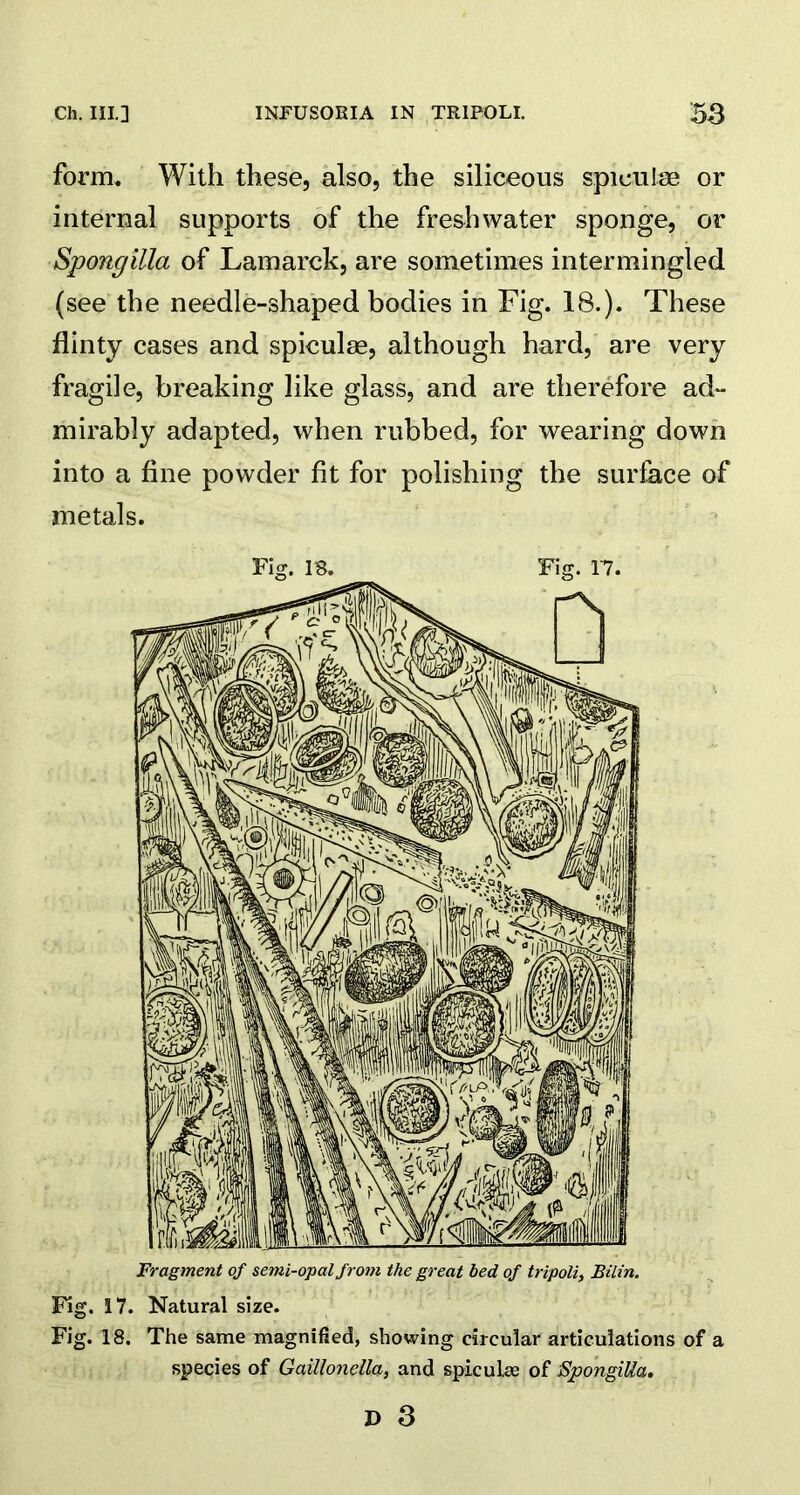 form. With these, also, the siliceous spiculae or internal supports of the freshwater sponge, or Spongilla of Lamarck, are sometimes intermingled (see the needle-shaped bodies in Fig. 18.). These flinty cases and spiculae, although hard, are very fragile, breaking like glass, and are therefore ad- mirably adapted, when rubbed, for wearing down into a fine powder fit for polishing the surface of metals. Fig. 17. Natural size. Fig. 18. The same magnified, showing circular articulations of a species of Gaillonella, and spiculae of Spongilla.