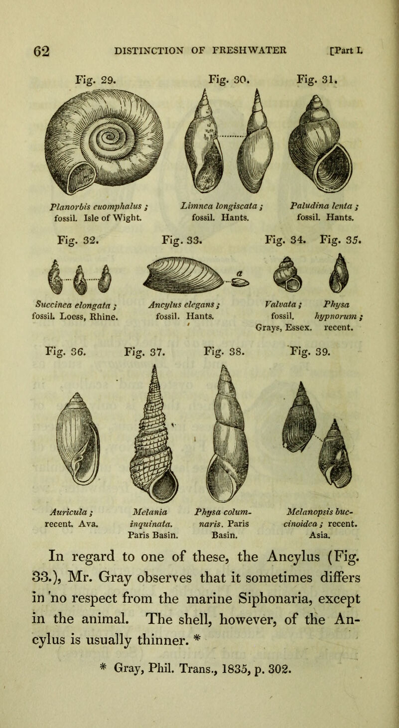 Fig. 29. Planorbis euomphalus ; fossil. Isle of Wight. Fig. 30. Limnea longiscata ; fossil. Hants. Fig. 31. Paludina lenta ; fossil. Hants. Fig. 32. Succinea elongata ; fossiL Loess, Rhine. Fig. 33. Fig. 34. Fig. 35. Ancylus elegans; Valvata; Physa fossil. Hants. fossil. hypnorum; Grays, Essex, recent. Fig. 36. Auricula ; recent. Ava. Fig. 37. Melania inquinata. Paris Basin. Fig. 38. Physa colum- nar is. Paris Basin. Fig. 39. Melanopsis buc- cinoidea; recent. Asia. In regard to one of these, the Ancylus (Fig. 33.), Mr. Gray observes that it sometimes differs in no respect from the marine Siphonaria, except in the animal. The shell, however, of the An- cylus is usually thinner. * * Gray, Phil. Trans., 1835, p. 302.