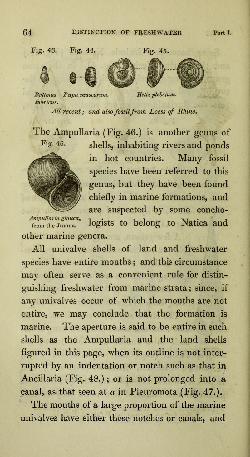 Fig. 43. Fig. 44. Fig. 45. Bulimus Pupa muscorum. Helix plebeium. bubricus. All recent; and also fossil from Loess of Rhine. Ampullaria glauca, from the Jumna. The Ampullaria (Fig. 46.) is another genus of Fig. 46. shells, inhabiting rivers and ponds in hot countries. Many fossil species have been referred to this genus, but they have been found chiefly in marine formations, and are suspected by some concho- logists to belong to Natica and other marine genera. All univalve shells of land and freshwater species have entire mouths; and this circumstance may often serve as a convenient rule for distin- guishing freshwater from marine strata; since, if any univalves occur of which the mouths are not entire, we may conclude that the formation is marine. The aperture is said to be entire in such shells as the Ampullaria and the land shells figured in this page, when its outline is not inter- rupted by an indentation or notch such as that in Ancillaria (Fig. 48.); or is not prolonged into a canal, as that seen at a in Pleuromota (Fig. 47.). The mouths of a large proportion of the marine univalves have either these notches or canals, and