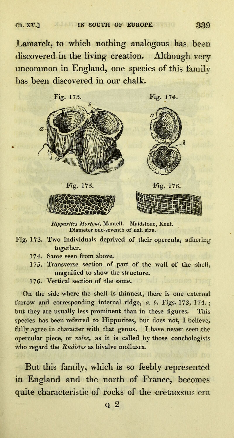 Lamarck, to which nothing analogous has been discovered in the living creation. Although very uncommon in England, one species of this family has been discovered in our chalk. Fig. 173. Fig. 174. Hippurites Mortoni, Mantell. Maidstone, Kent. Diameter one-seventh of nat. size. Fig. 173. Two individuals deprived of their opercula, adhering together. 174. Same seen from above. 175. Transverse section of part of the wall of the shell, magnified to show the structure. 176. Vertical section of the same. On the side where the shell is thinnest, there is one external furrow and corresponding internal ridge, a. b. Figs. 173, 174. ; but they are usually less prominent than in these figures. This species has been referred to Hippurites, but does not, I believe, fully agree in character with that genus. I have never seen the opercular piece, or valve, as it is called by those conchologists who regard the Rudistes as bivalve mollusca. But this family, which is so feebly represented in England and the north of France, becomes quite characteristic of rocks of the cretaceous era